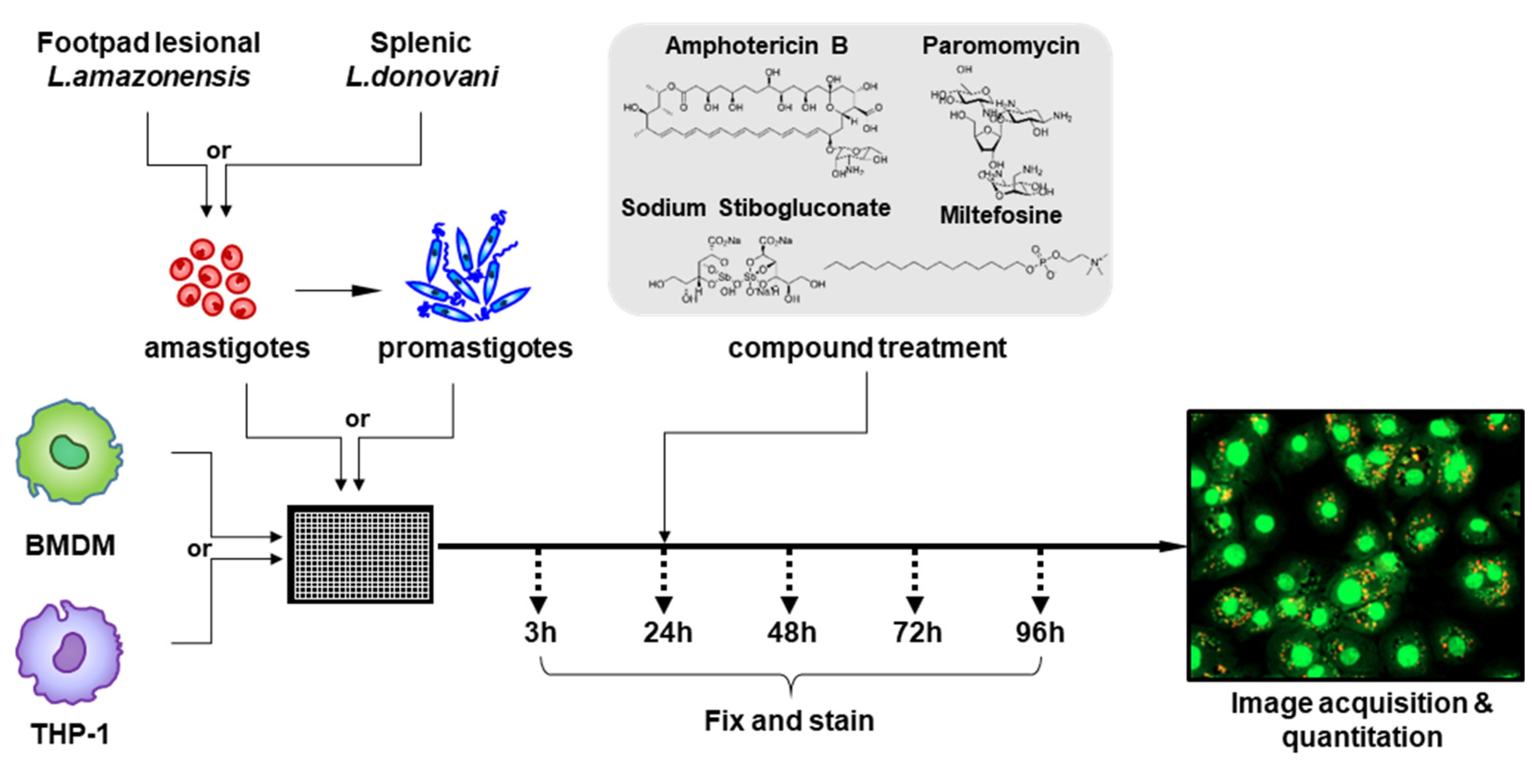 Pathogens 09 00393 g001