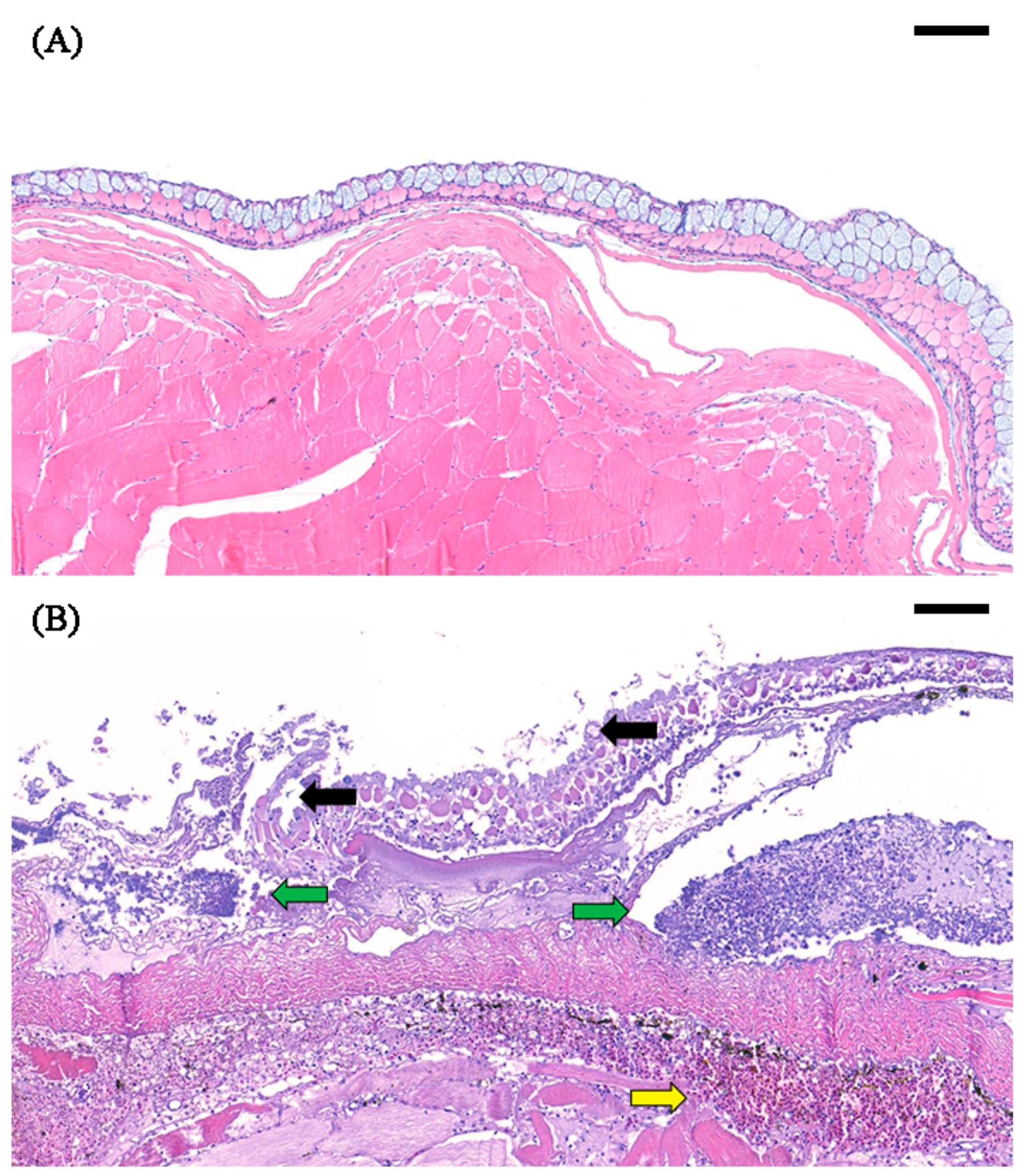 Pathogens 09 00397 g001 Pathogens 09 00397 g001