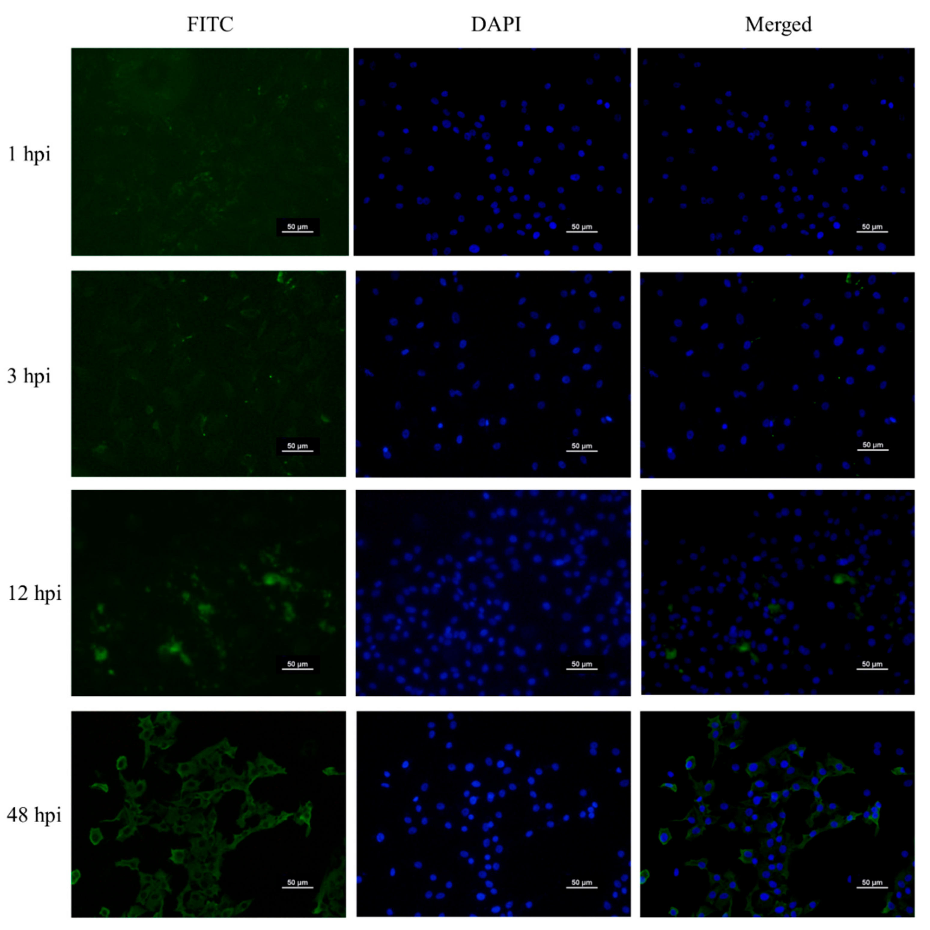 Pathogens 09 00412 g001