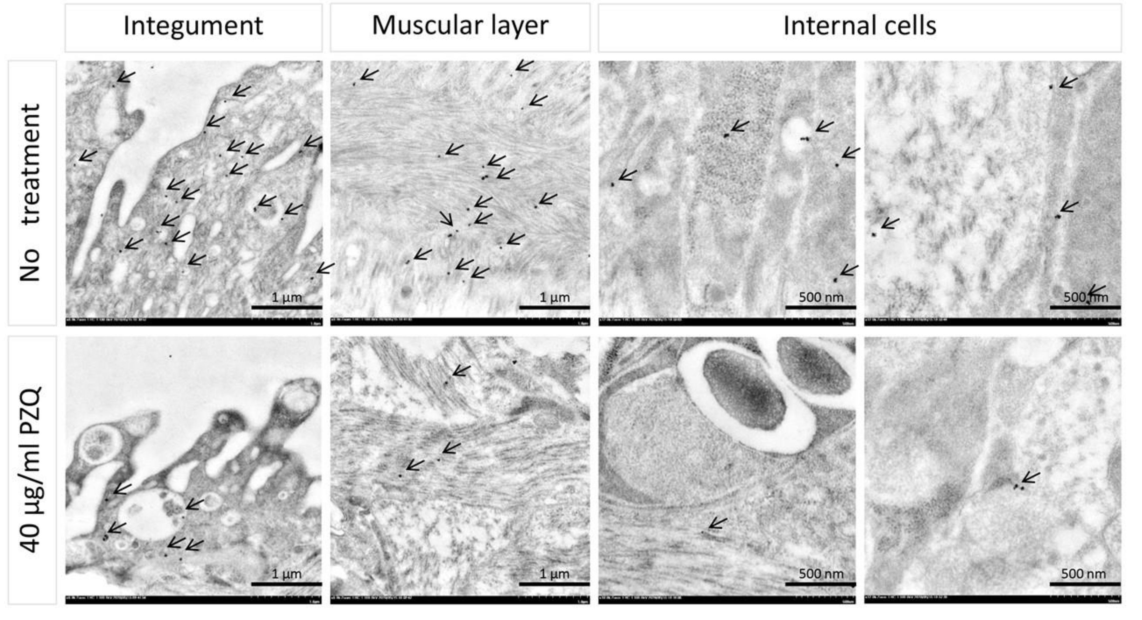 Pathogens 09 00417 g003