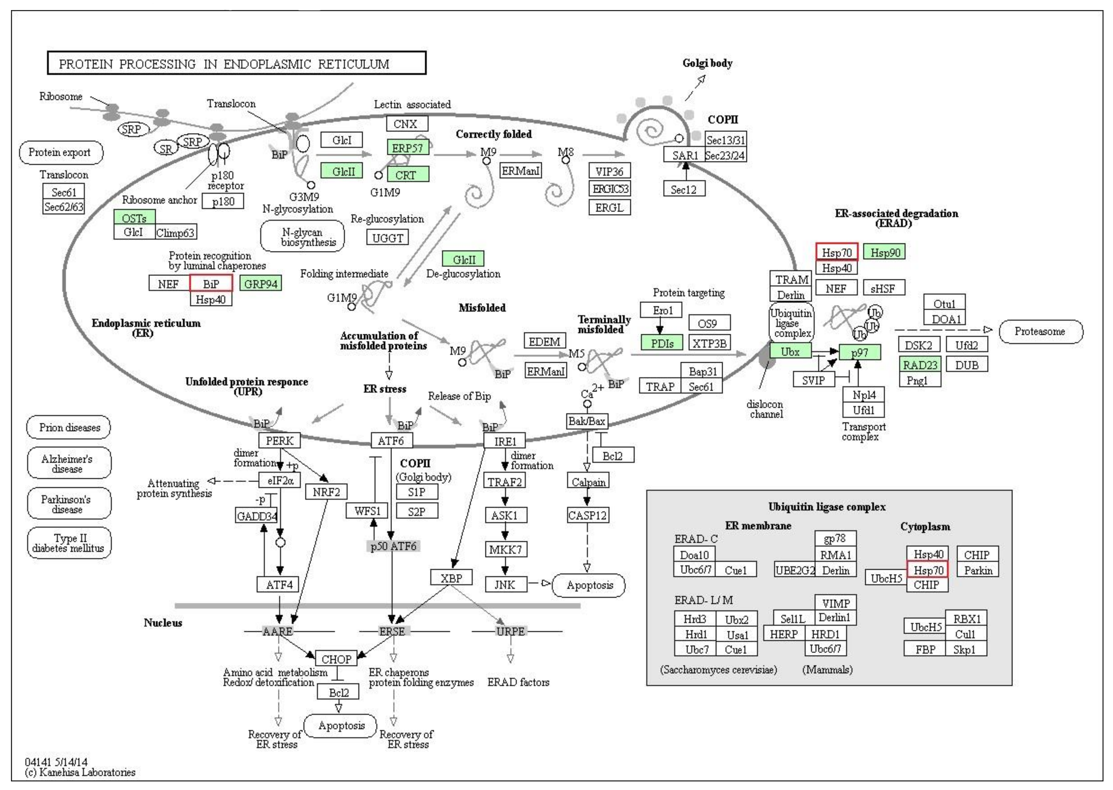 Pathogens 09 00417 g006