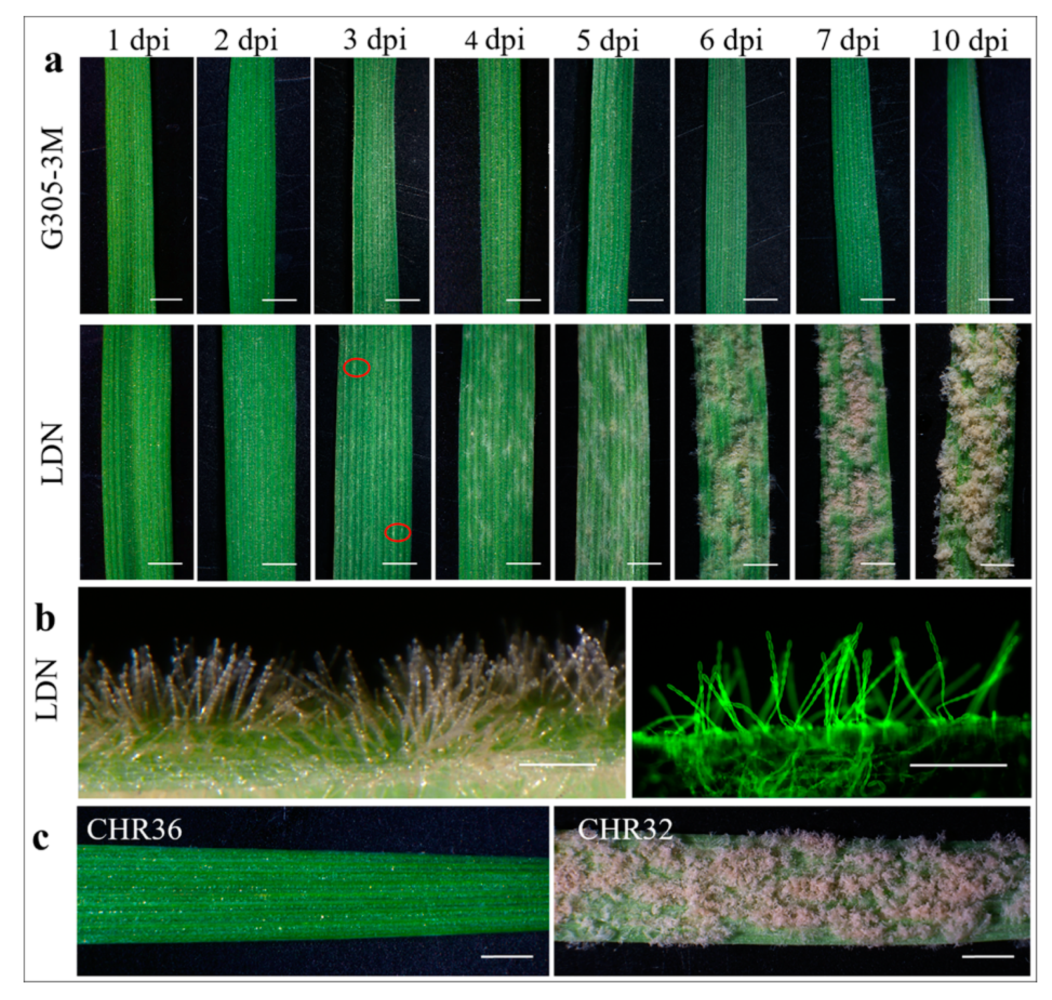 Pathogens 09 00418 g001