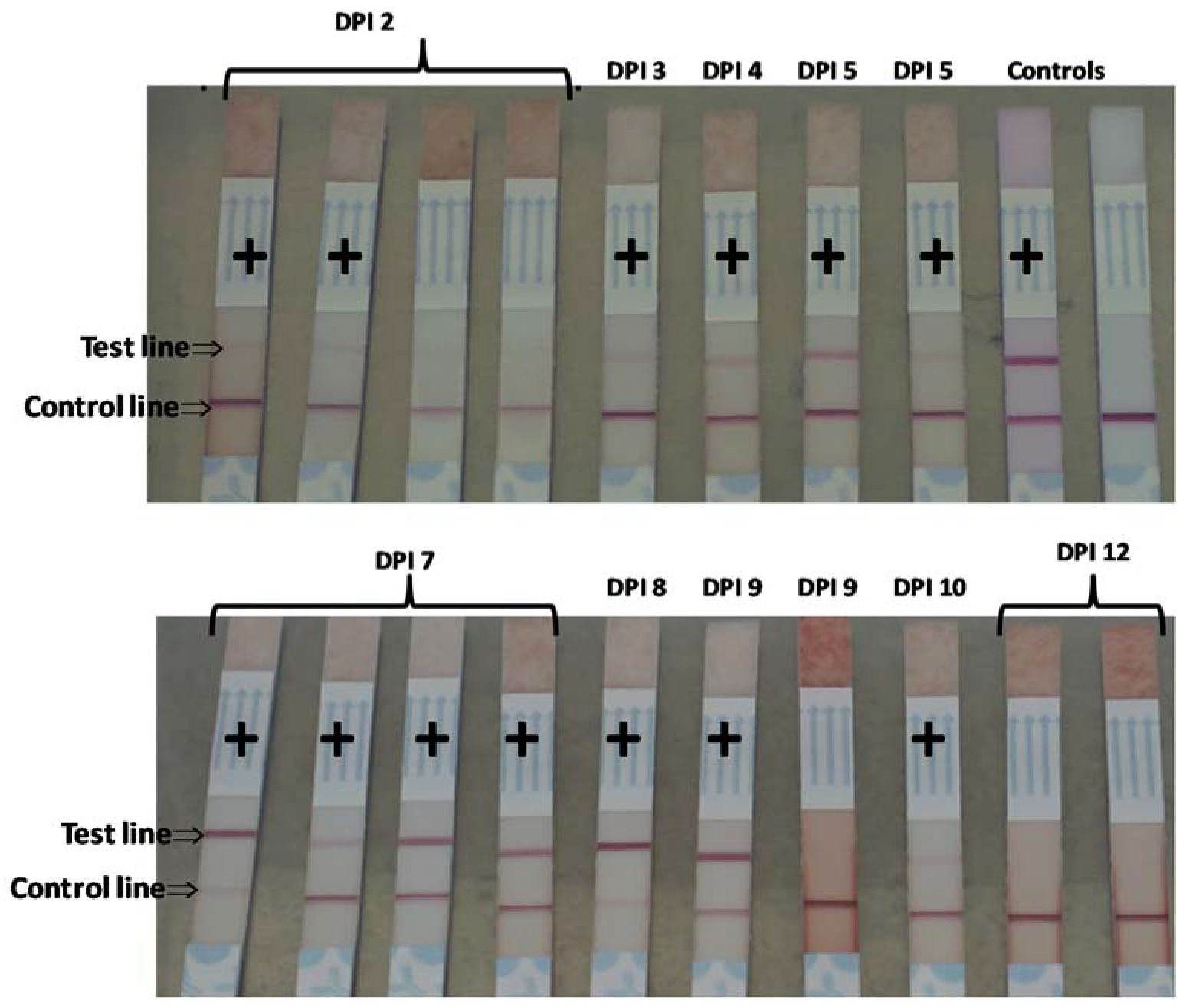 Pathogens 09 00424 g005 Pathogens 09 00424 g005