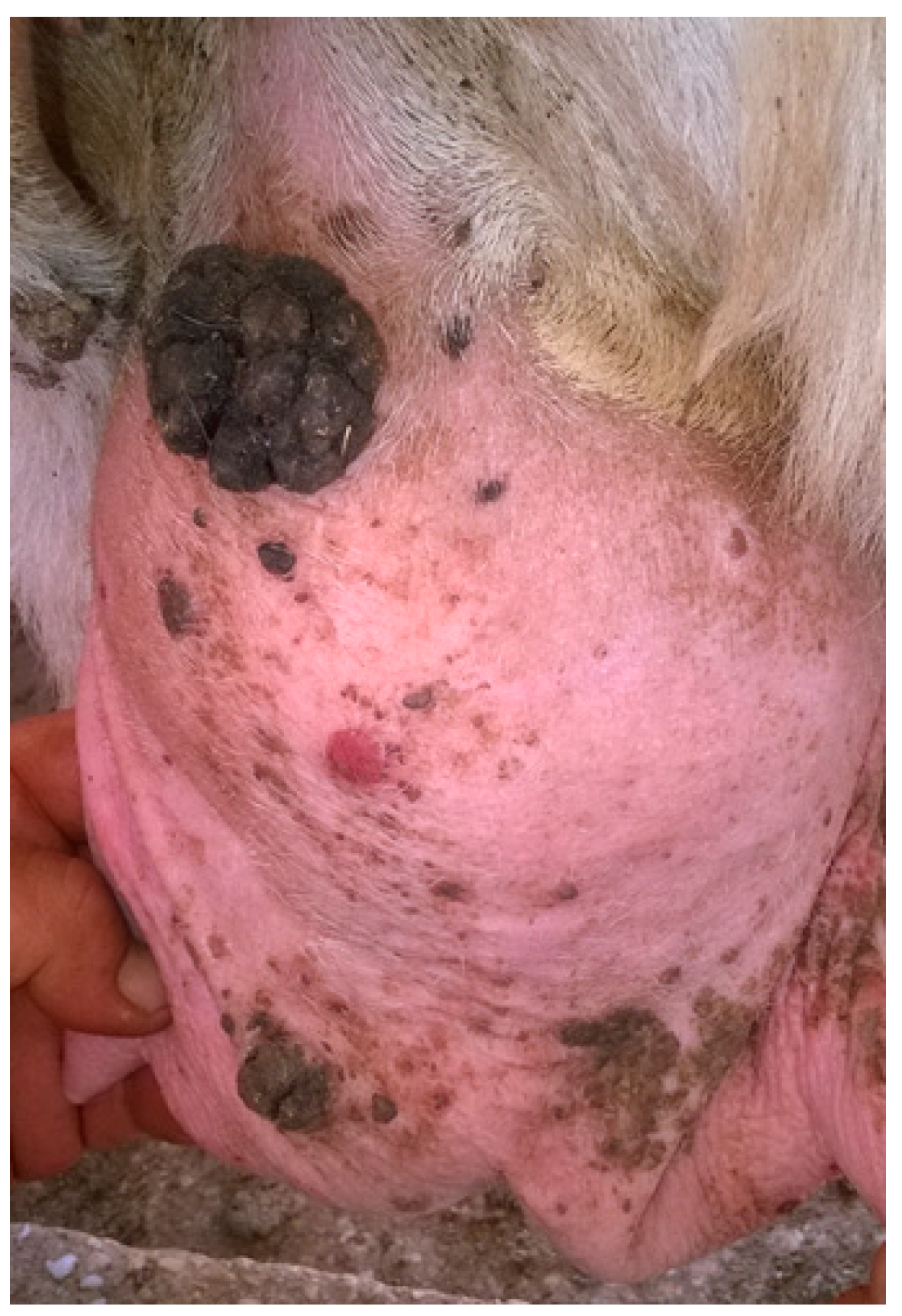 Pathogens 09 00429 g003 Pathogens 09 00429 g003