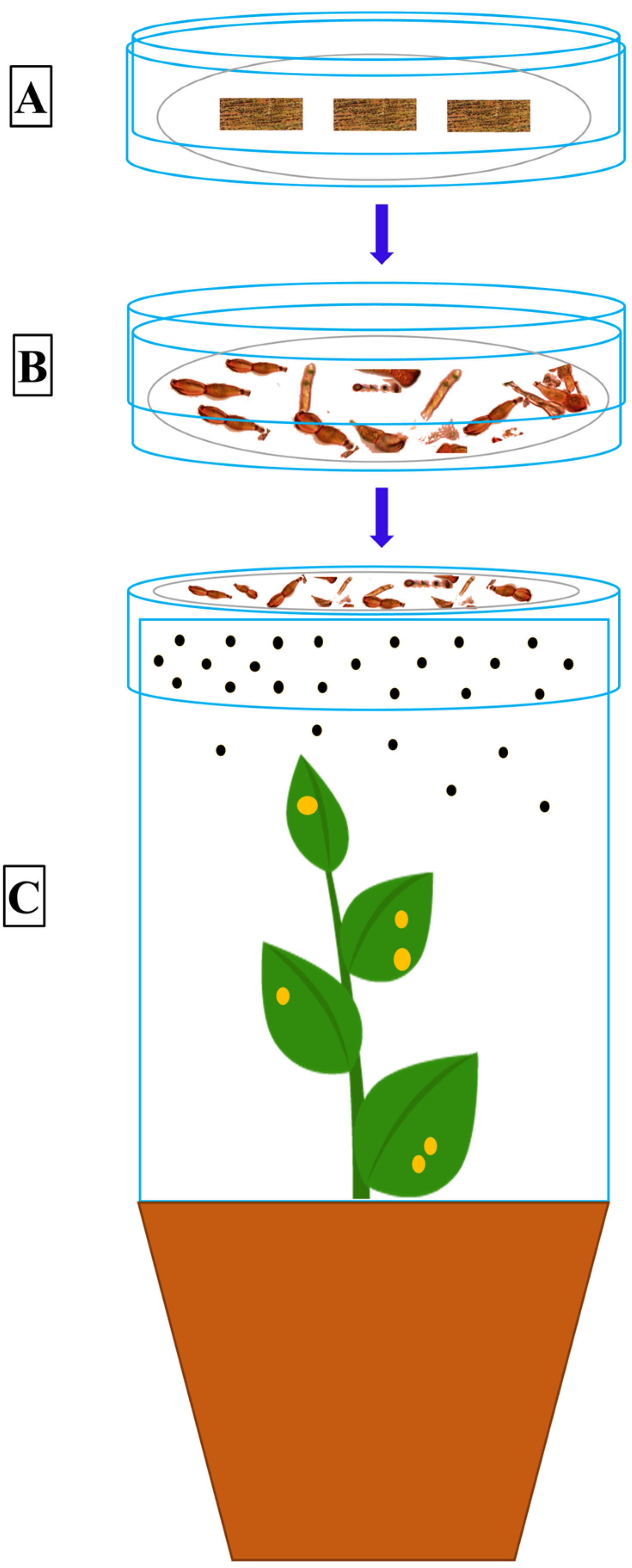 Pathogens 09 00434 g003 Pathogens 09 00434 g003
