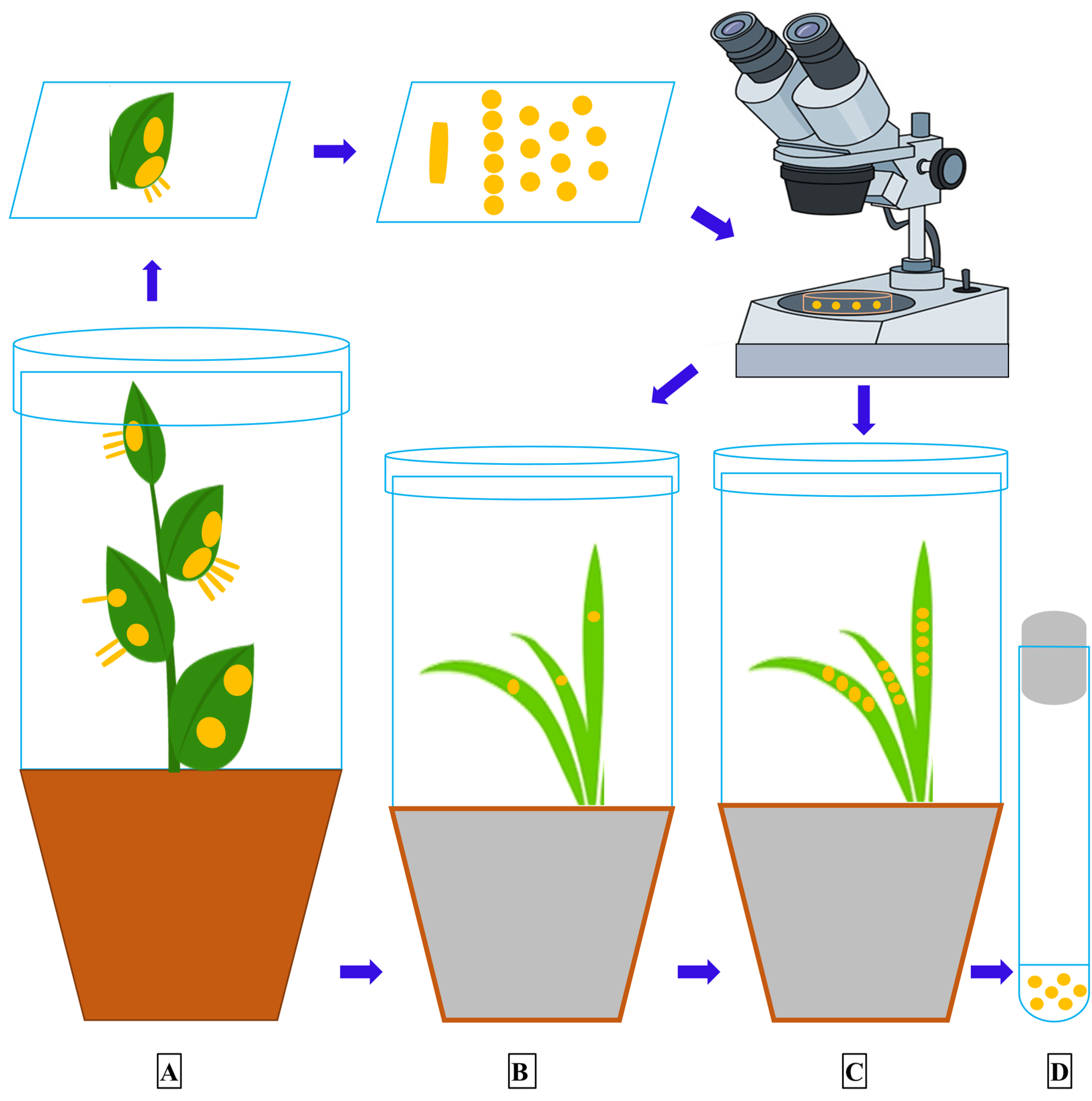 Pathogens 09 00434 g004 Pathogens 09 00434 g004