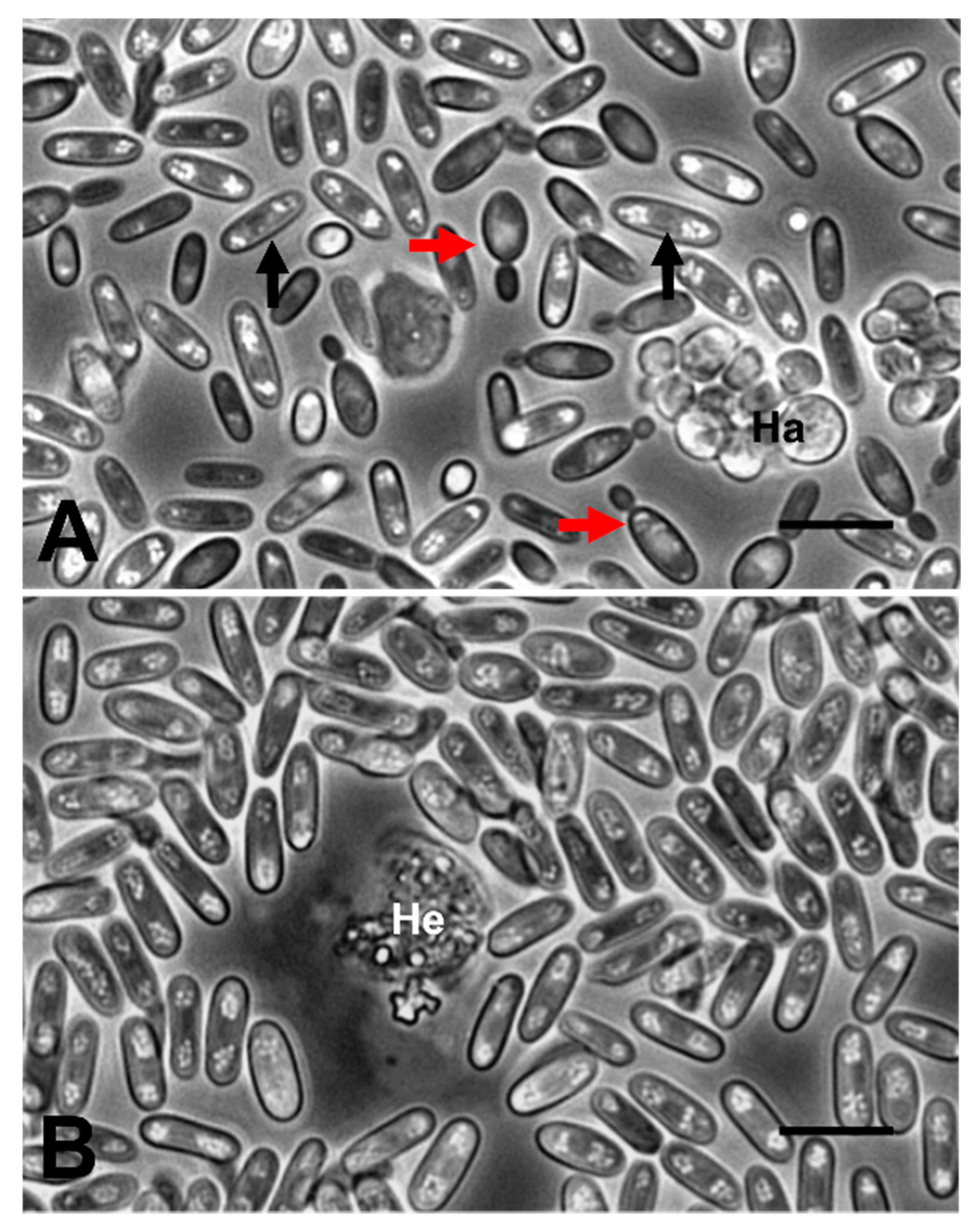 Pathogens 09 00462 g001