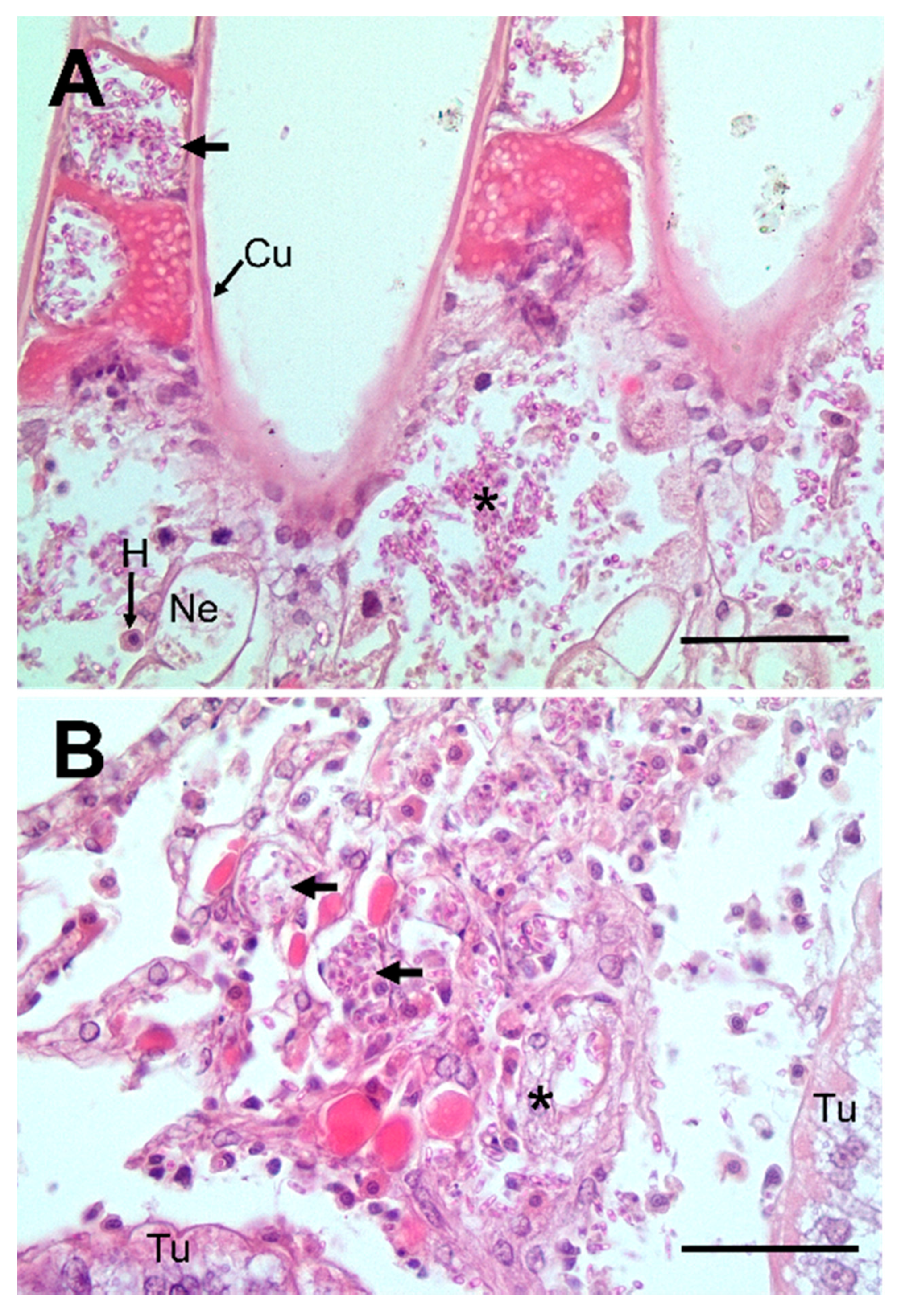Pathogens 09 00462 g002