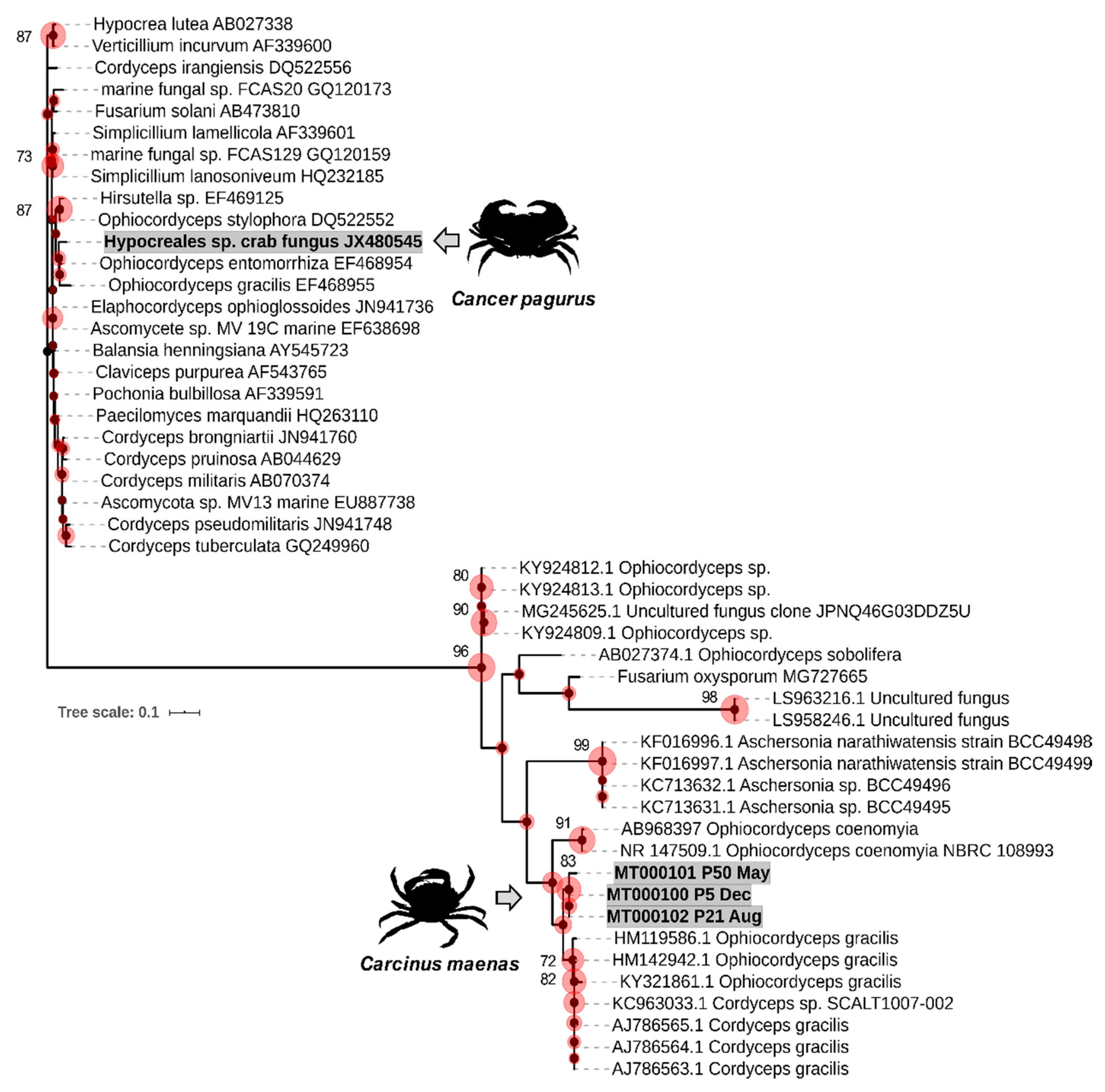 Pathogens 09 00462 g004