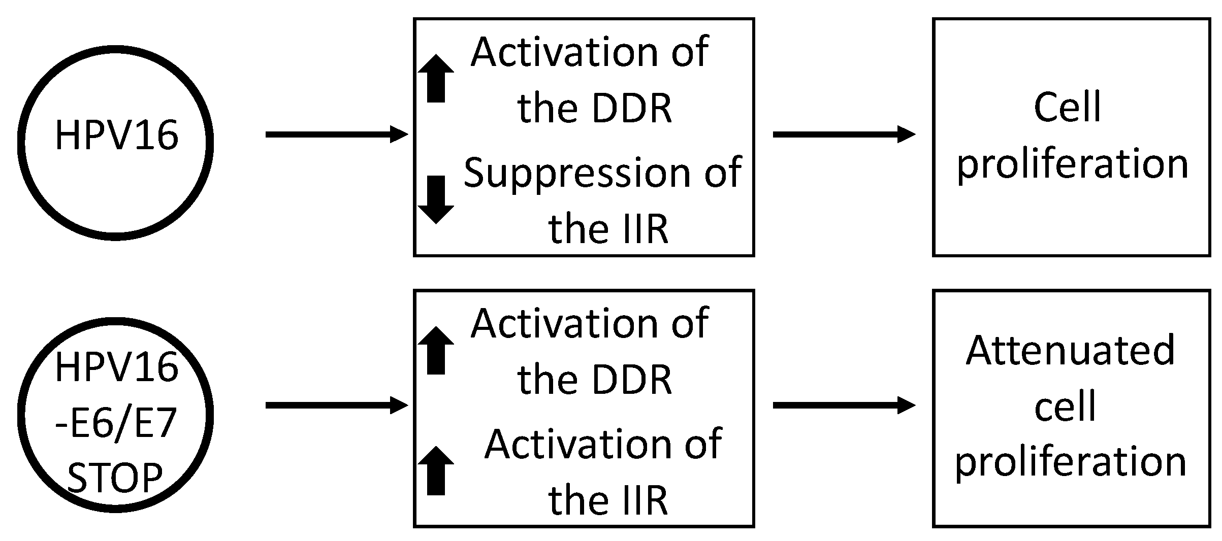Pathogens 09 00467 g004