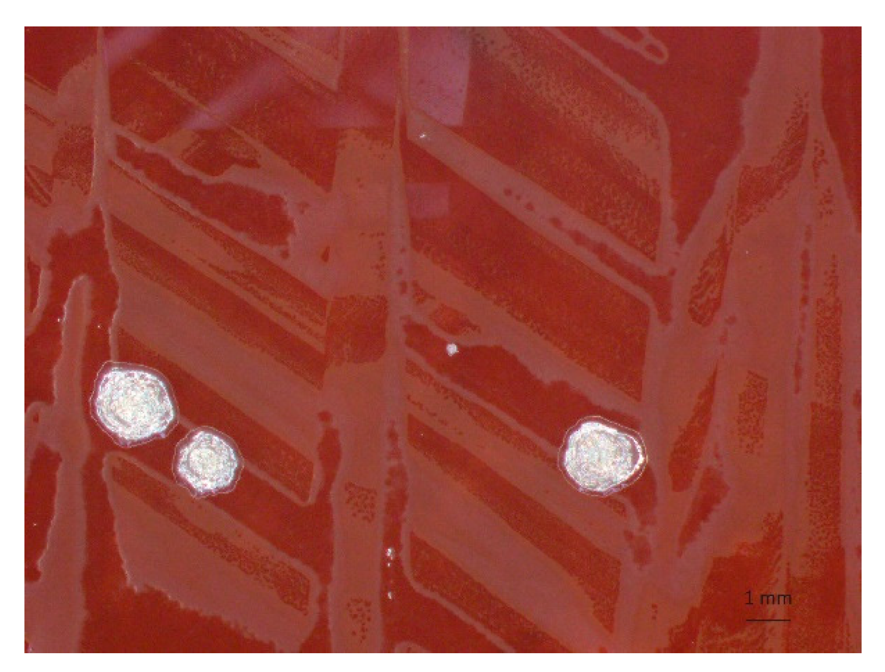 Pathogens 09 00469 g001 Pathogens 09 00469 g001