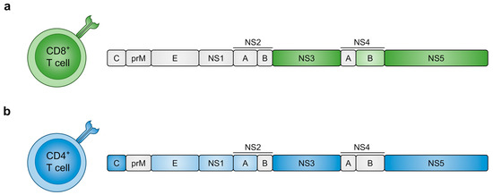 Adaptive Immunity to Dengue Virus: Slippery Slope or Solid