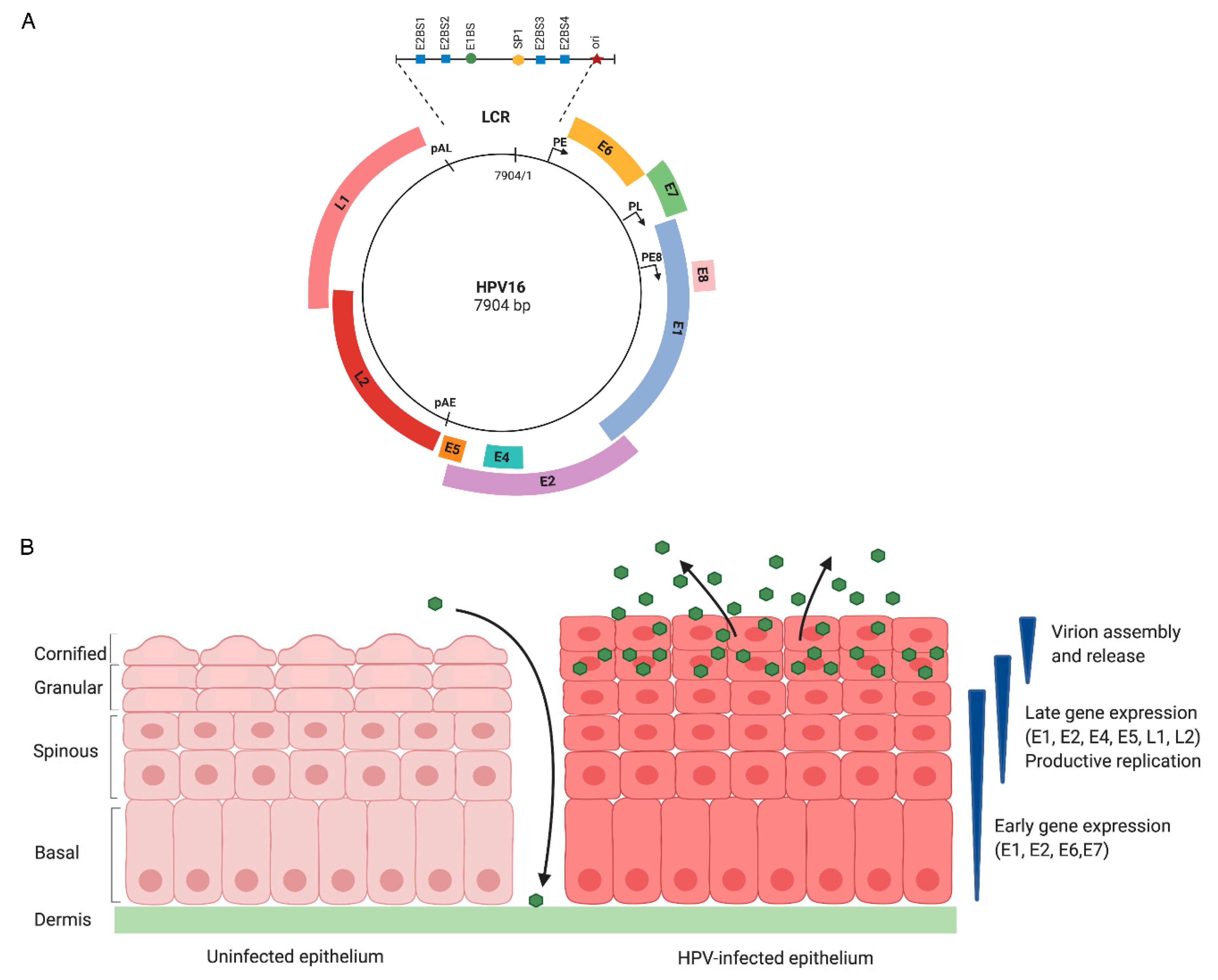 Papillomavirus life cycle organization and biomarker selection