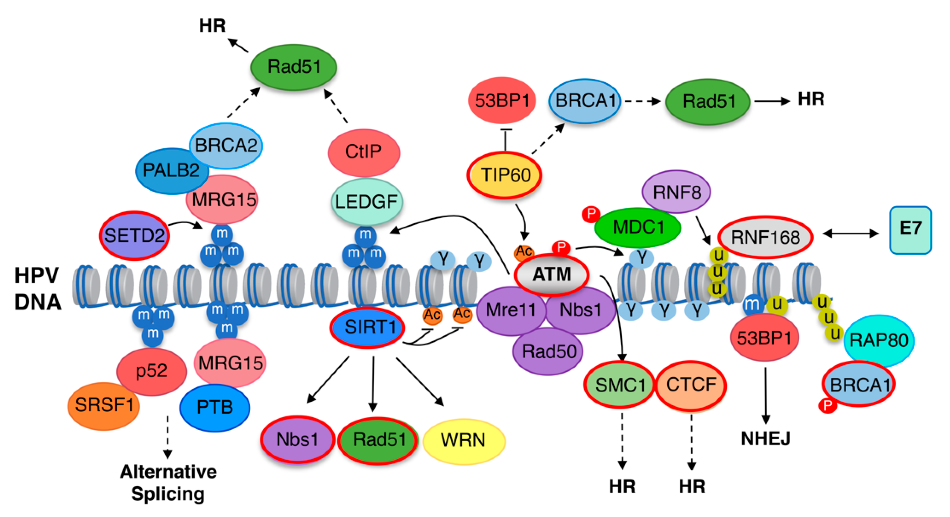 Pathogens 09 00483 g002 Pathogens 09 00483 g002