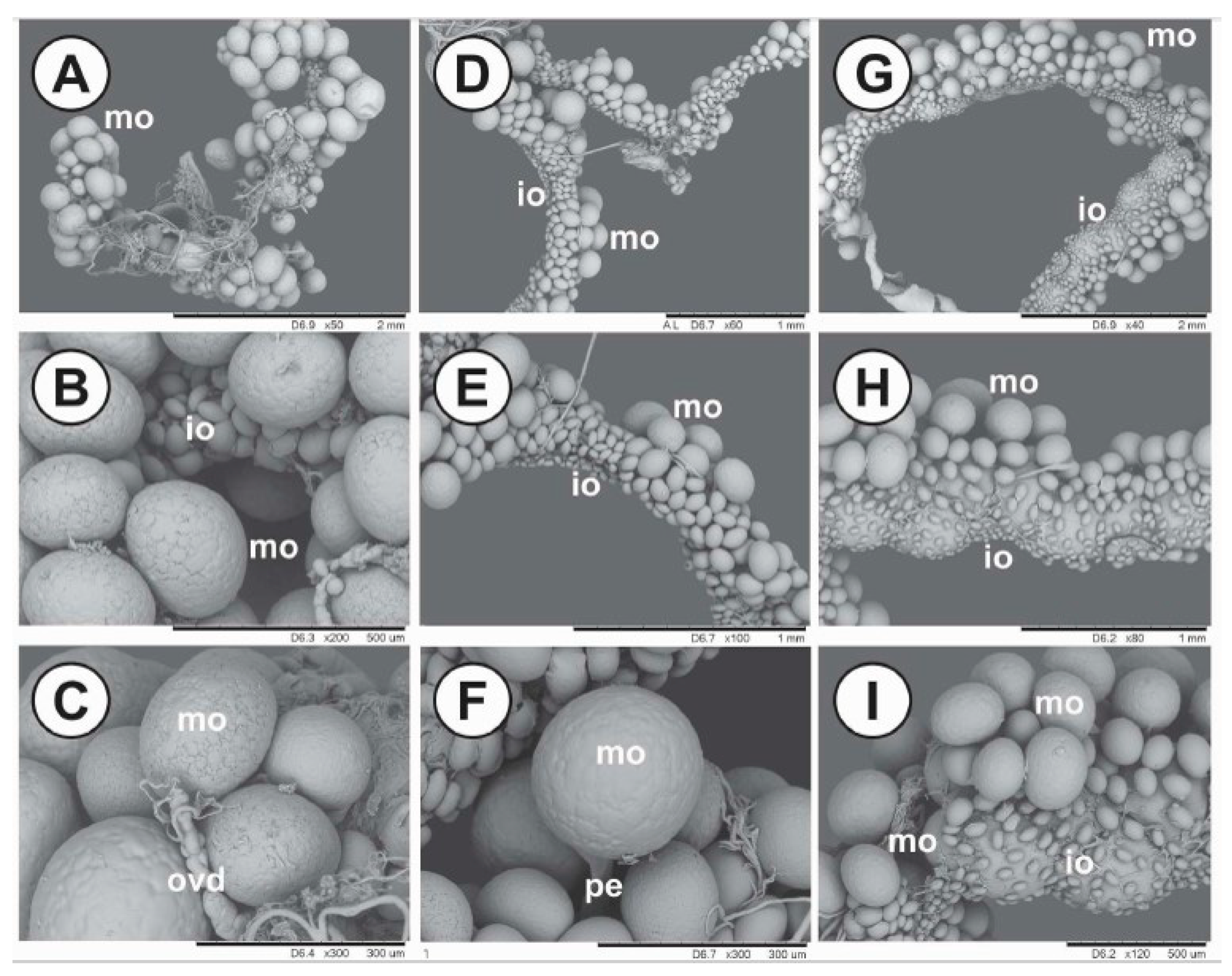 Pathogens 09 00513 g007