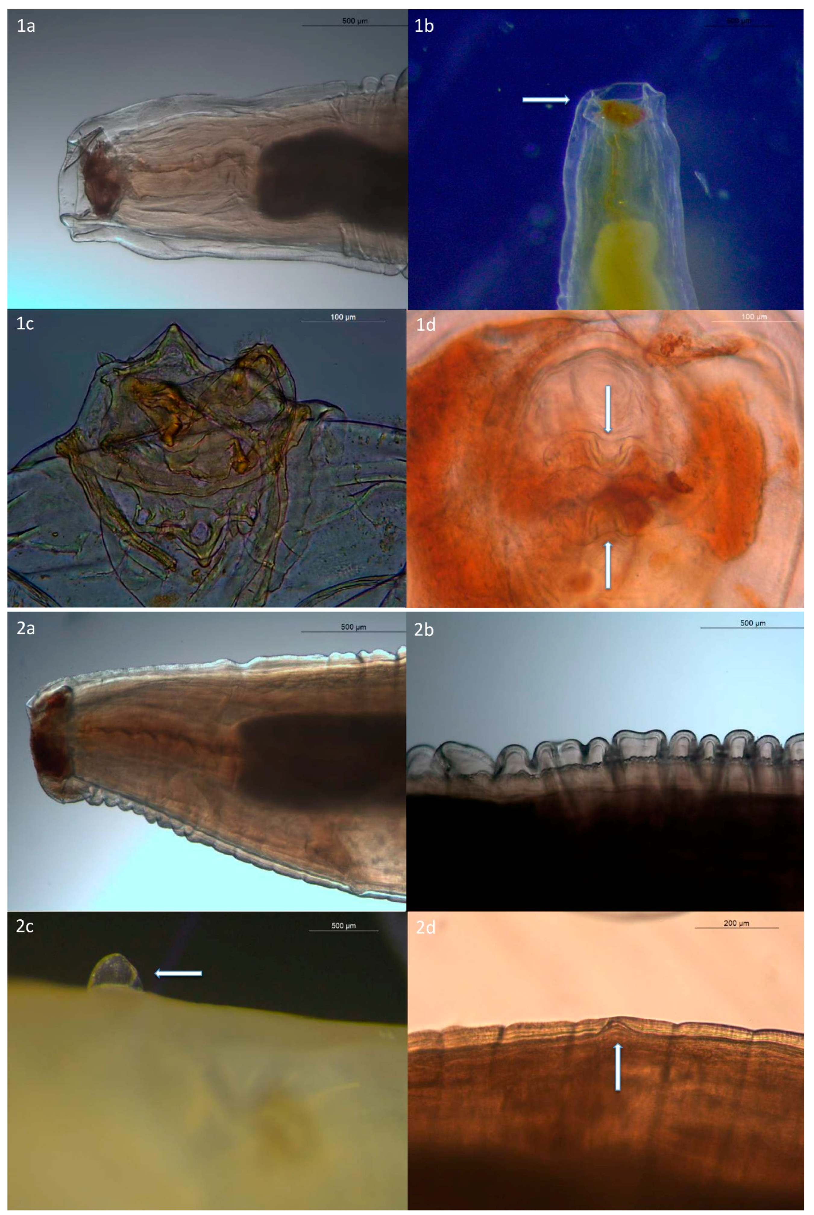 Pathogens 09 00517 g001a
