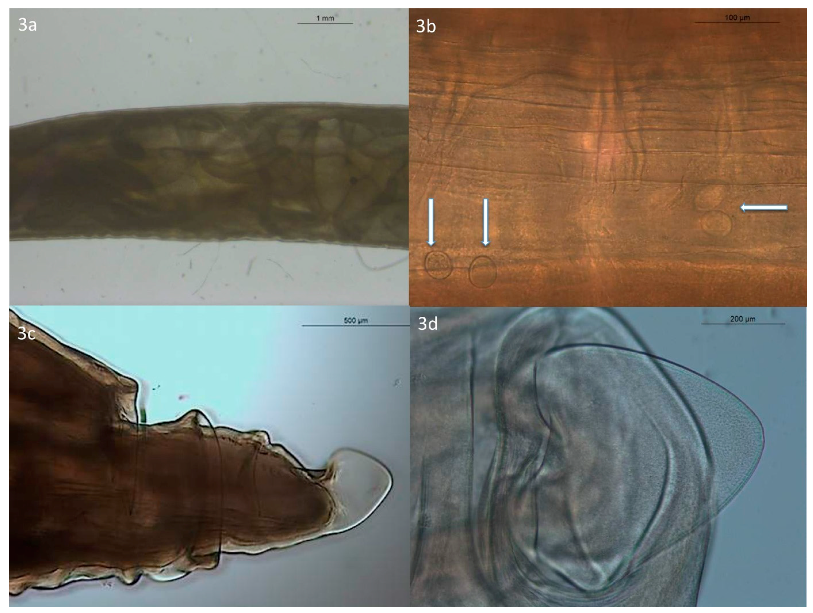 Pathogens 09 00517 g001b