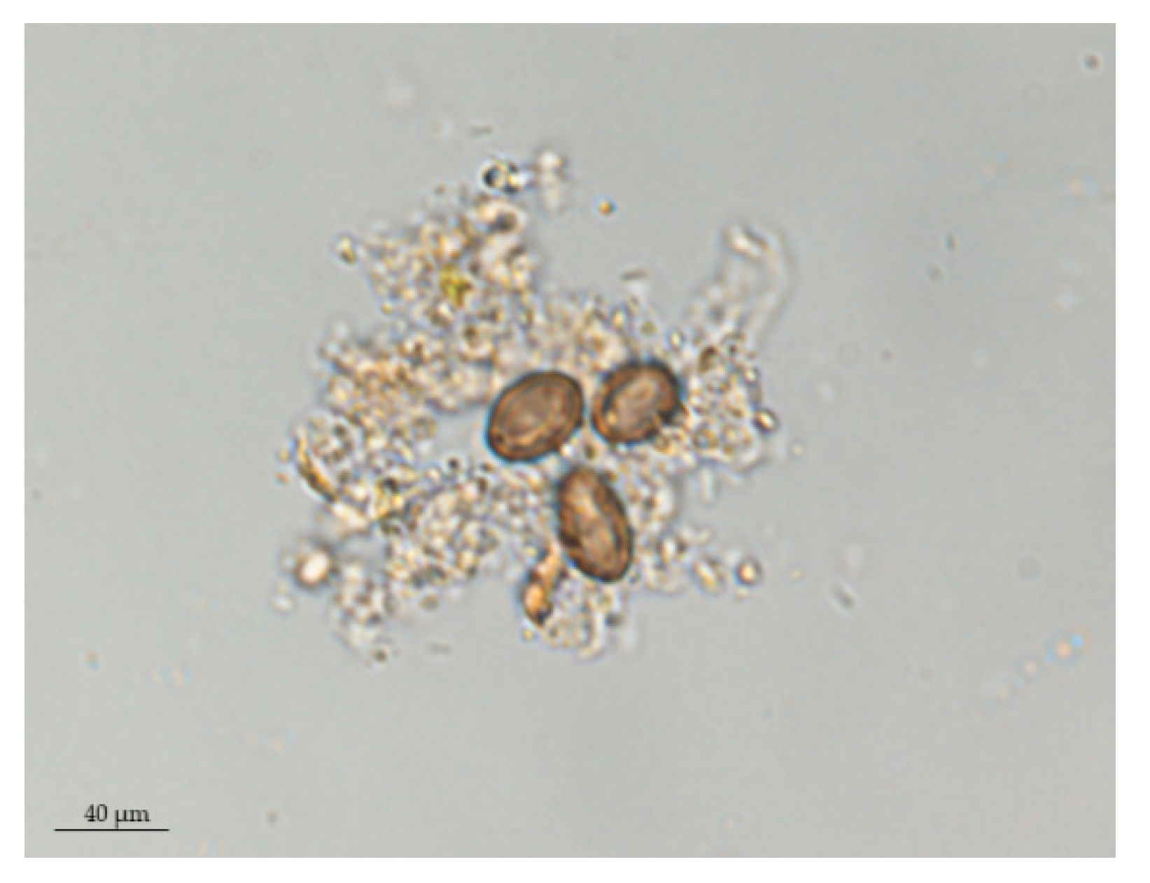 Pathogens 09 00517 g002
