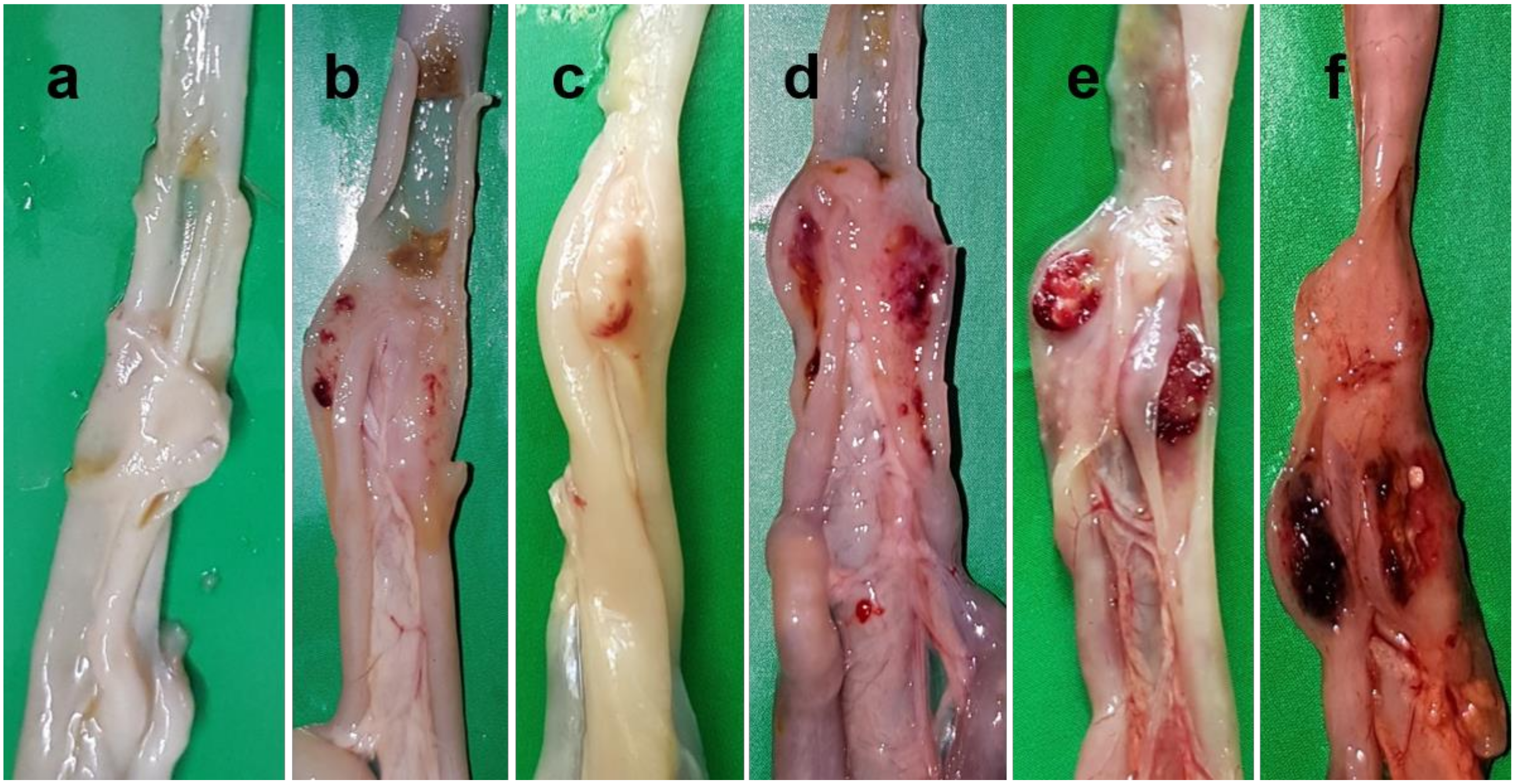 Pathogens 09 00539 g002 Pathogens 09 00539 g002