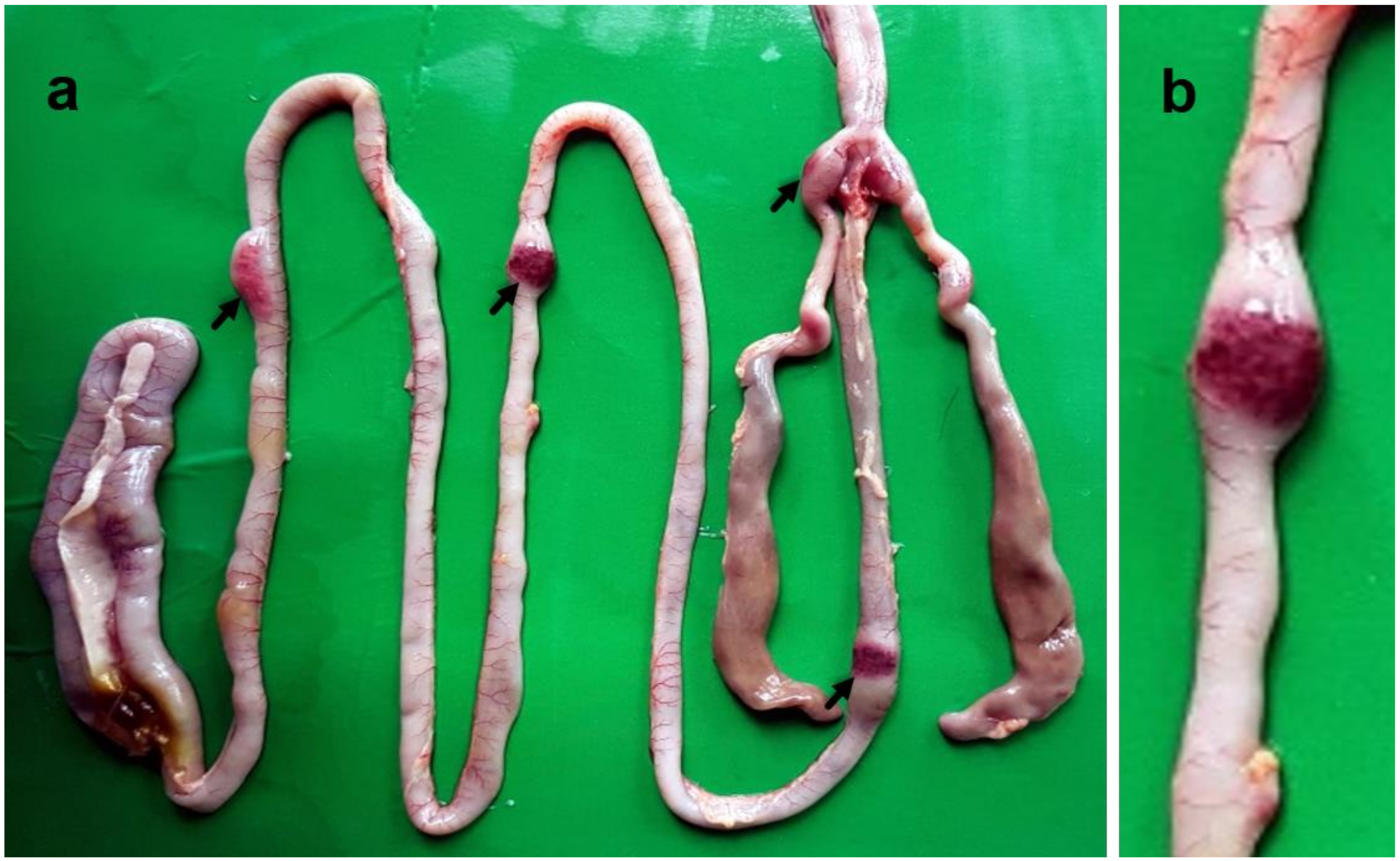 Pathogens 09 00539 g004 Pathogens 09 00539 g004