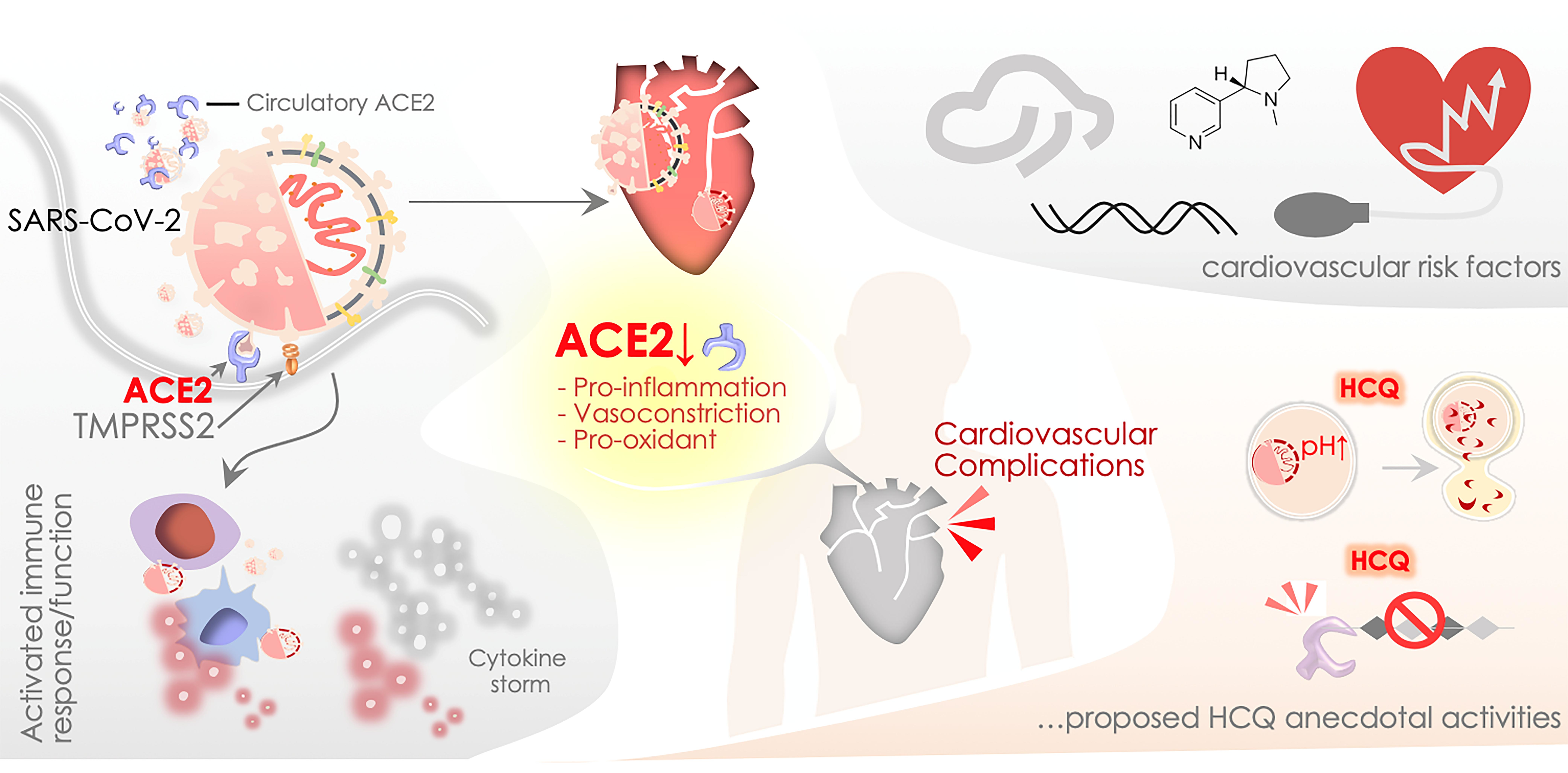 Pathogens Free Full Text Sars Cov 2 Ace2 And Hydroxychloroquine Cardiovascular Complications Therapeutics And Clinical Readouts In The Current Settings Html Pathogens Free Full Text Sars Cov 2 Ace2 And Hydroxychloroquine Cardiovascular Complications Therapeutics And Clinical Readouts In The Current Settings Html
