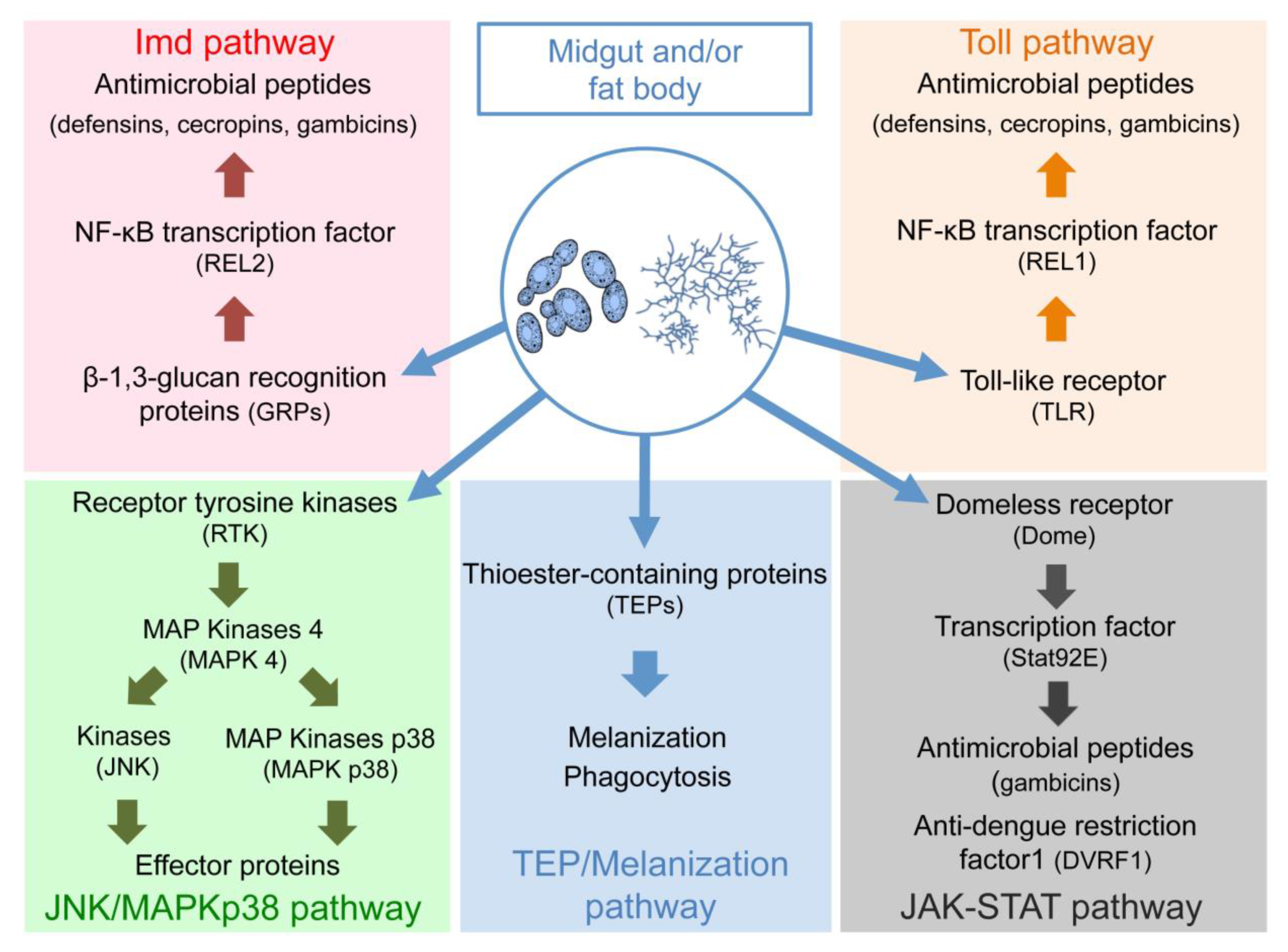Pathogens 09 00564 g002 Pathogens 09 00564 g002