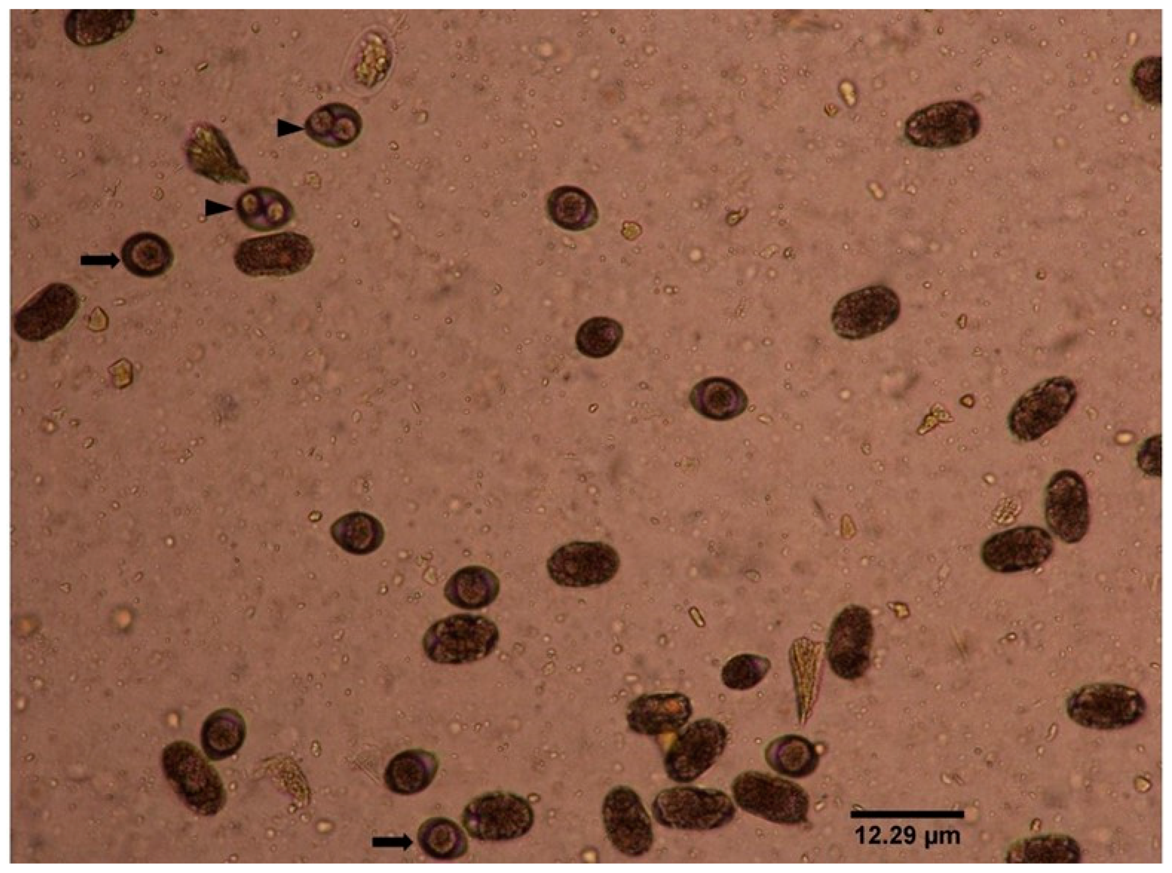 Pathogens 09 00576 g001 Pathogens 09 00576 g001
