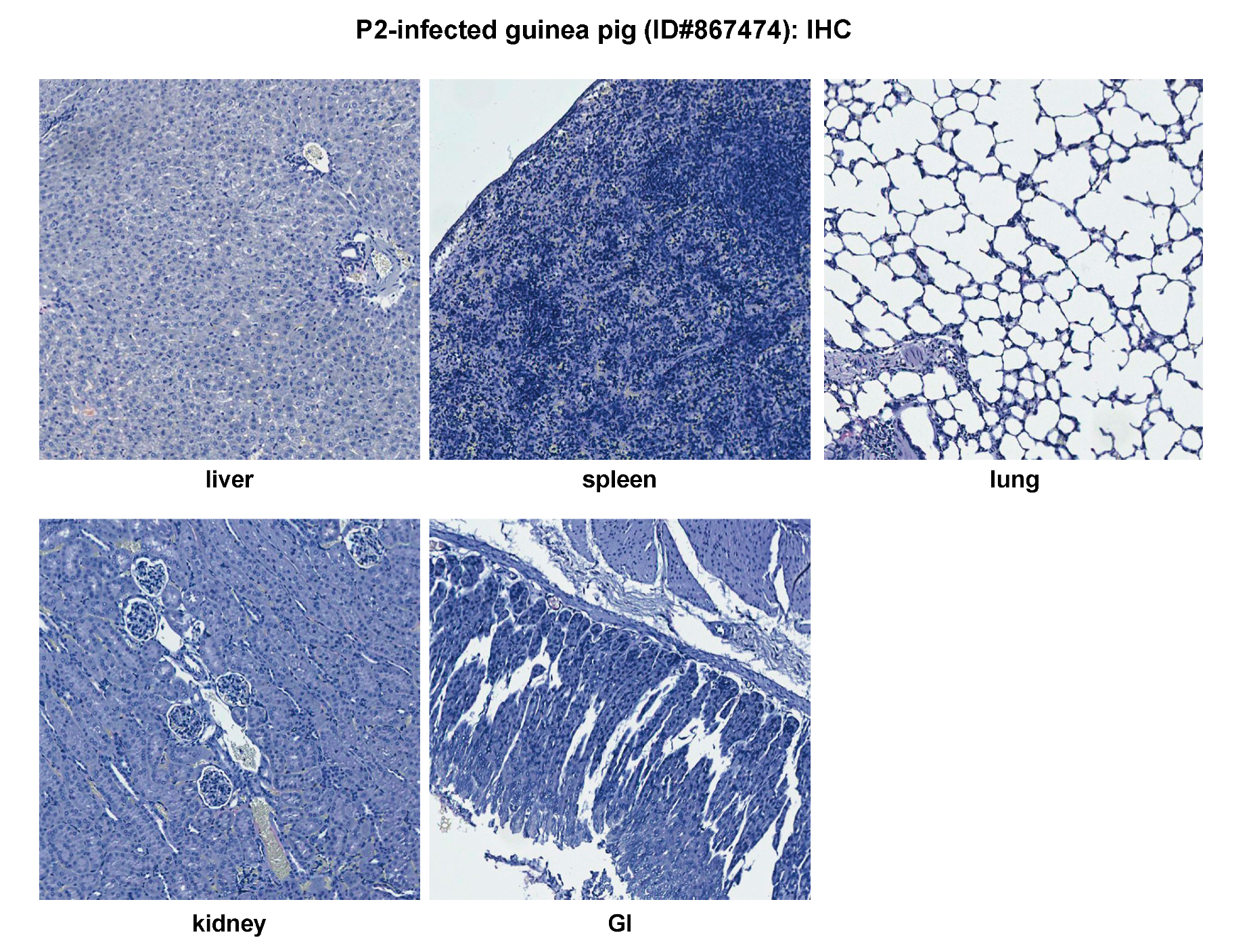 Pathogens 09 00579 g003