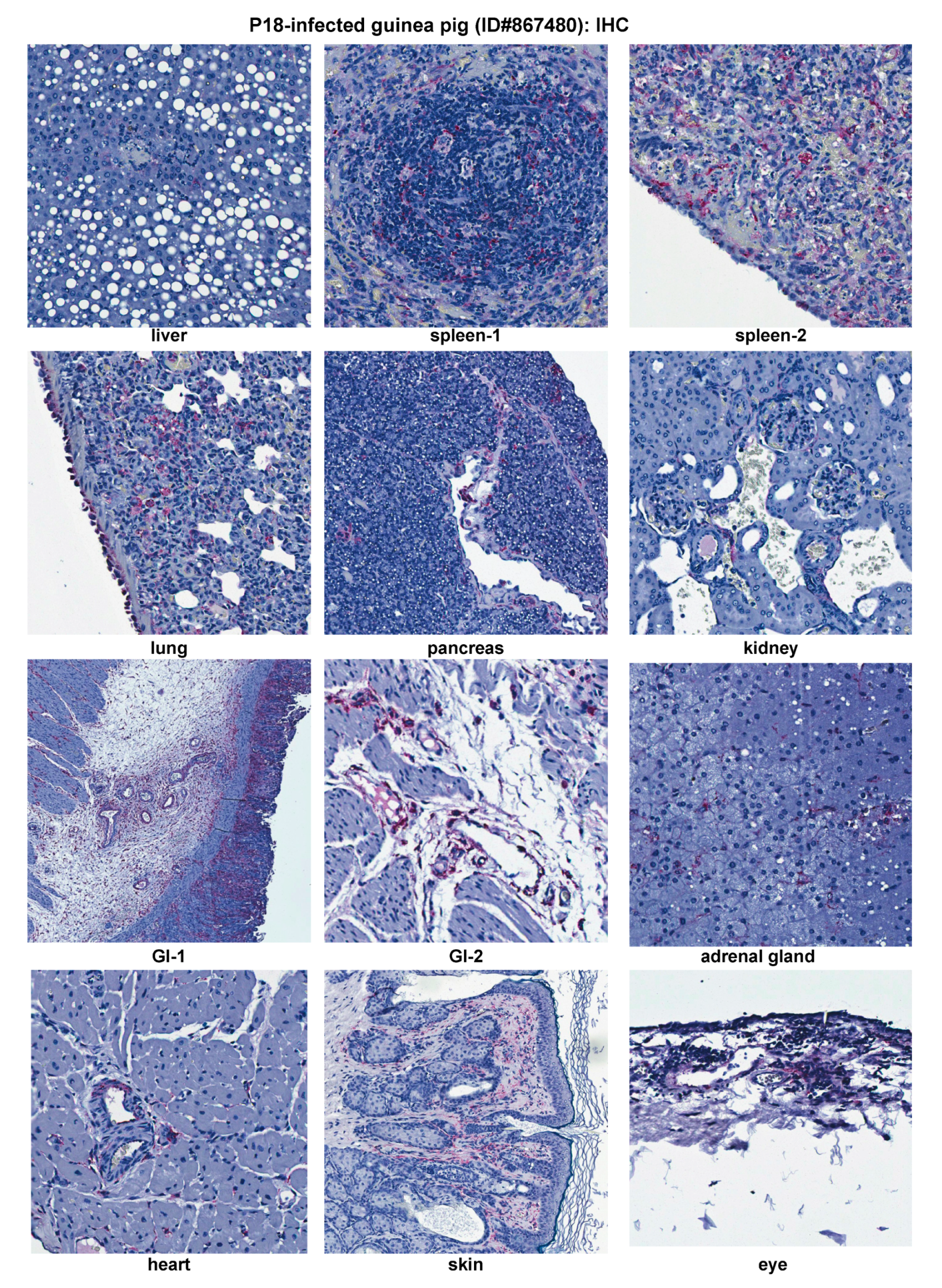 Pathogens 09 00579 g005