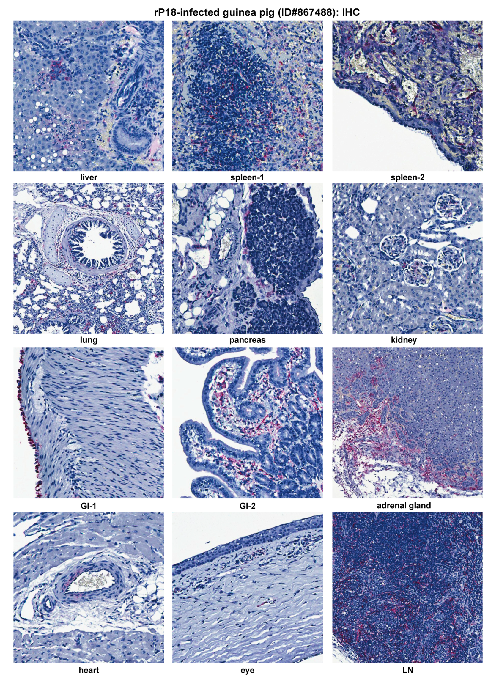 Pathogens 09 00579 g007