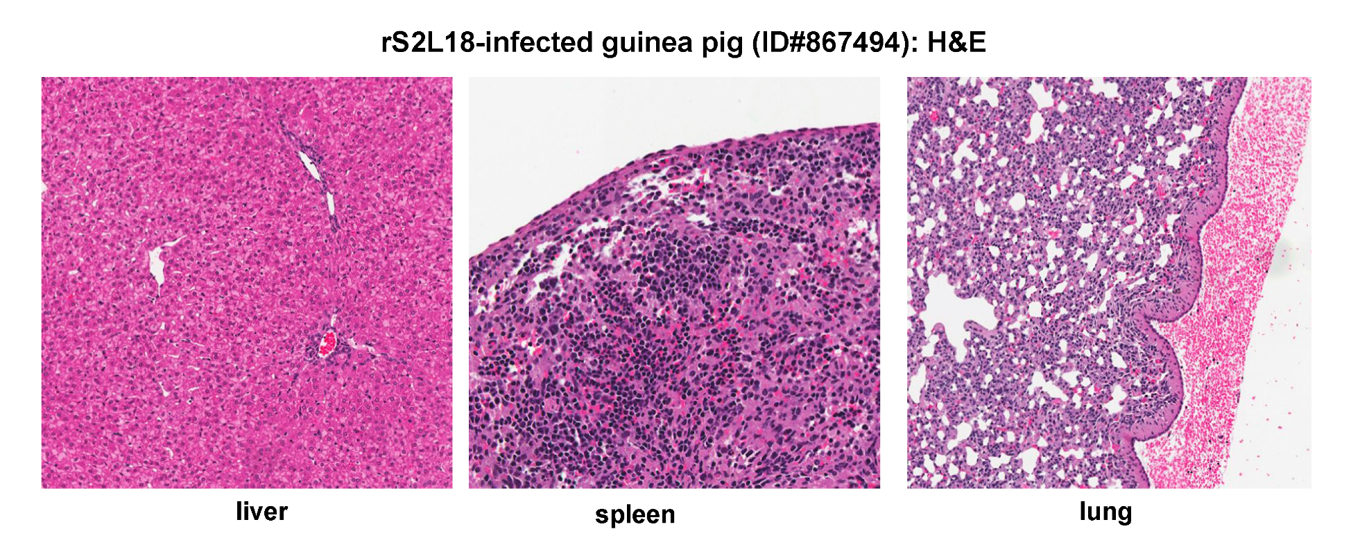 Pathogens 09 00579 g008
