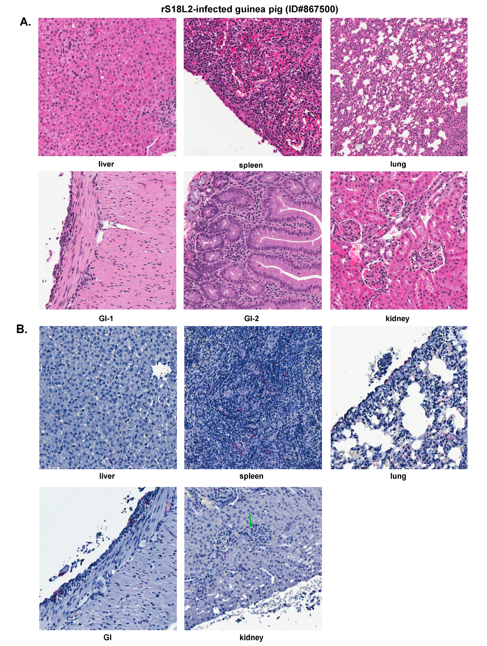 Pathogens 09 00579 g009