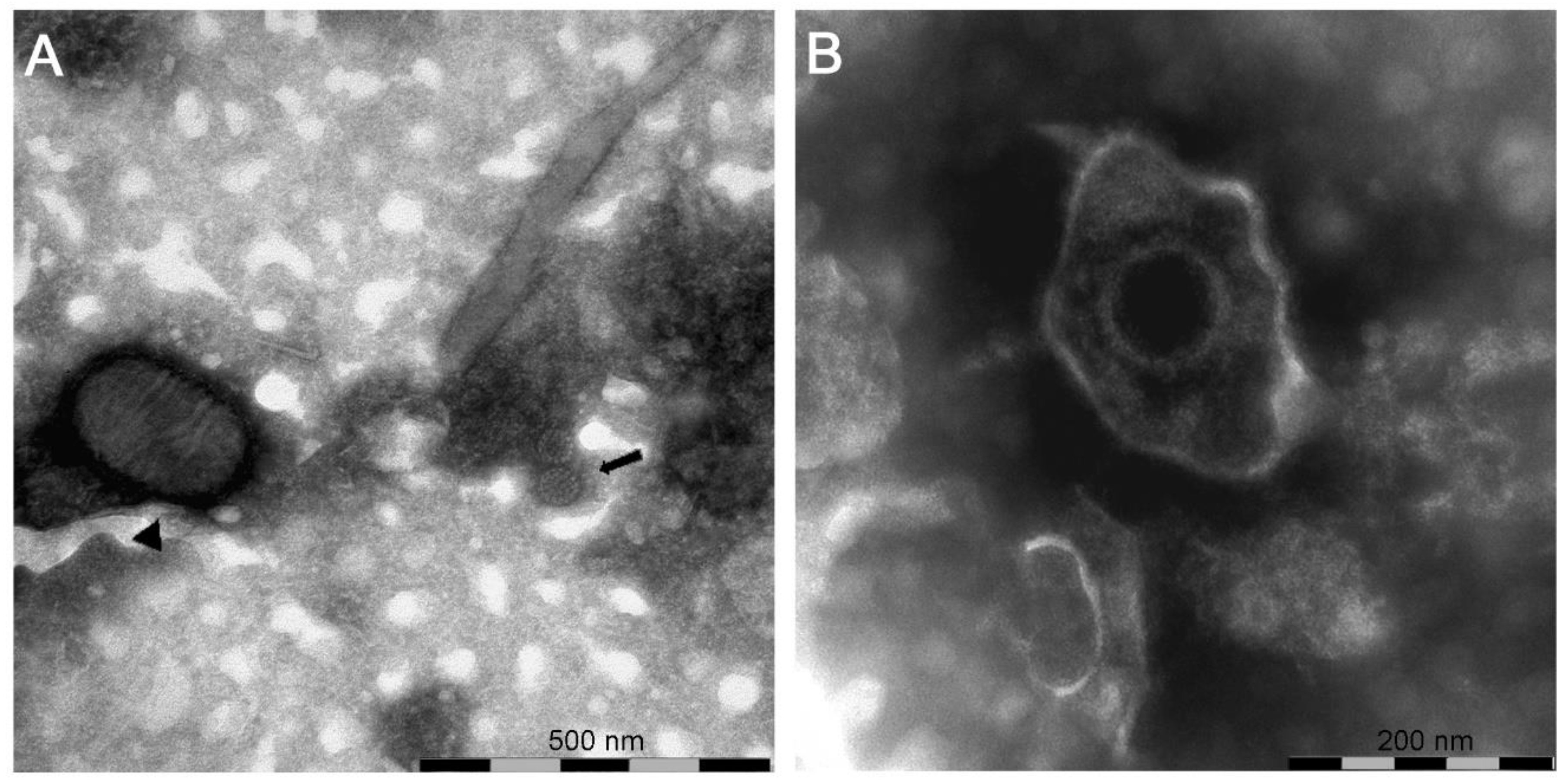 Pathogens 09 00583 g003 Pathogens 09 00583 g003