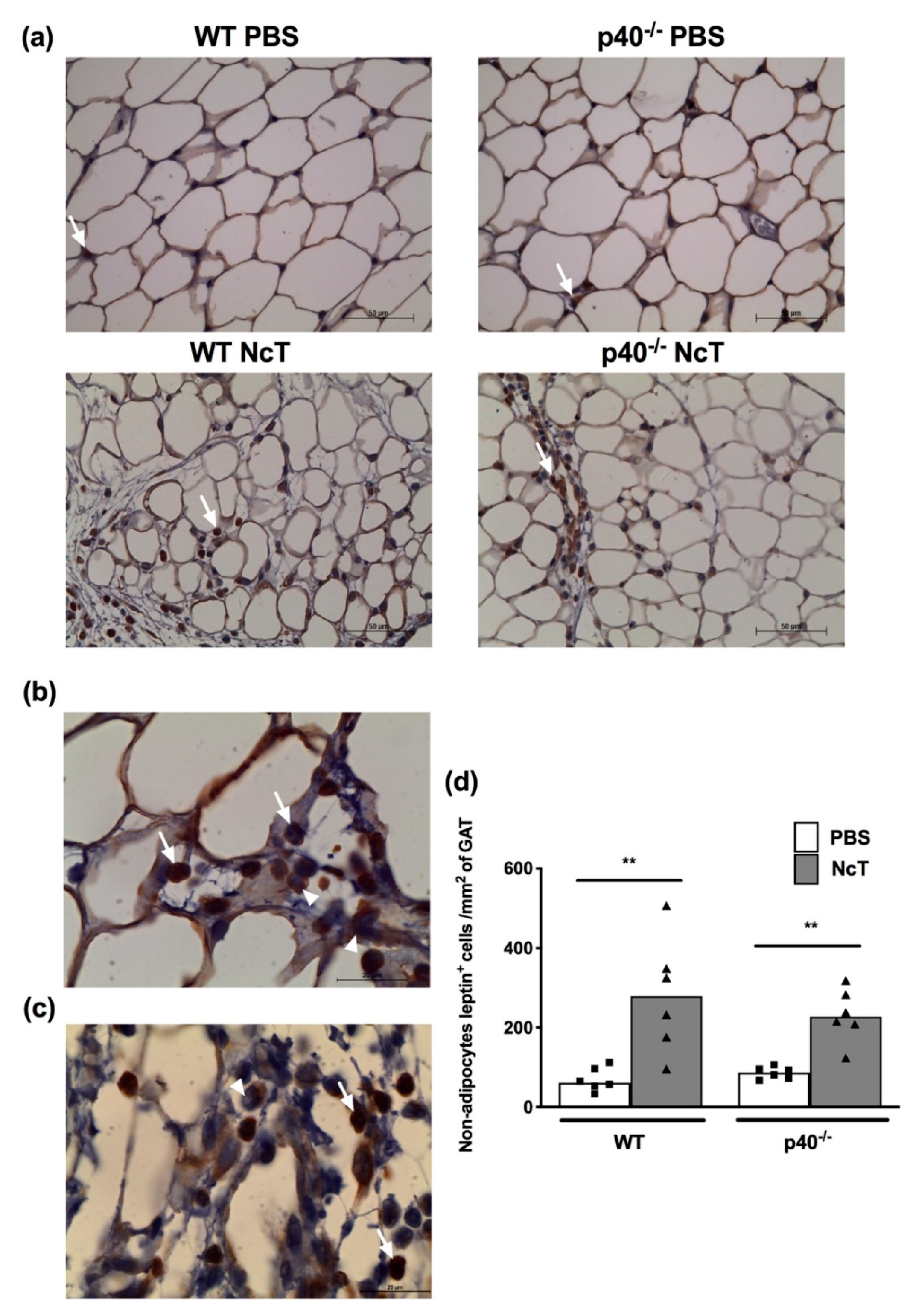 Pathogens 09 00587 g004