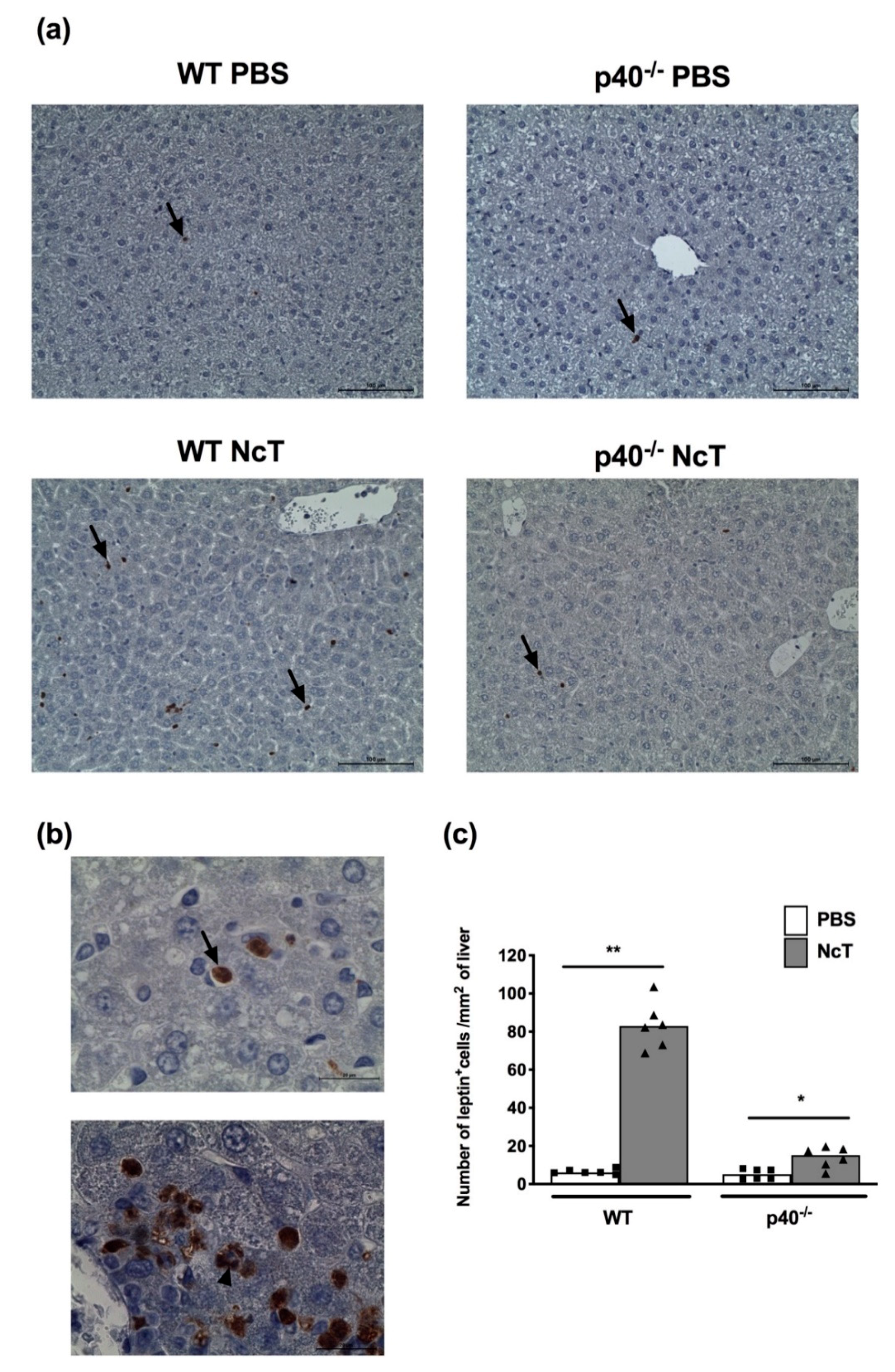 Pathogens 09 00587 g005
