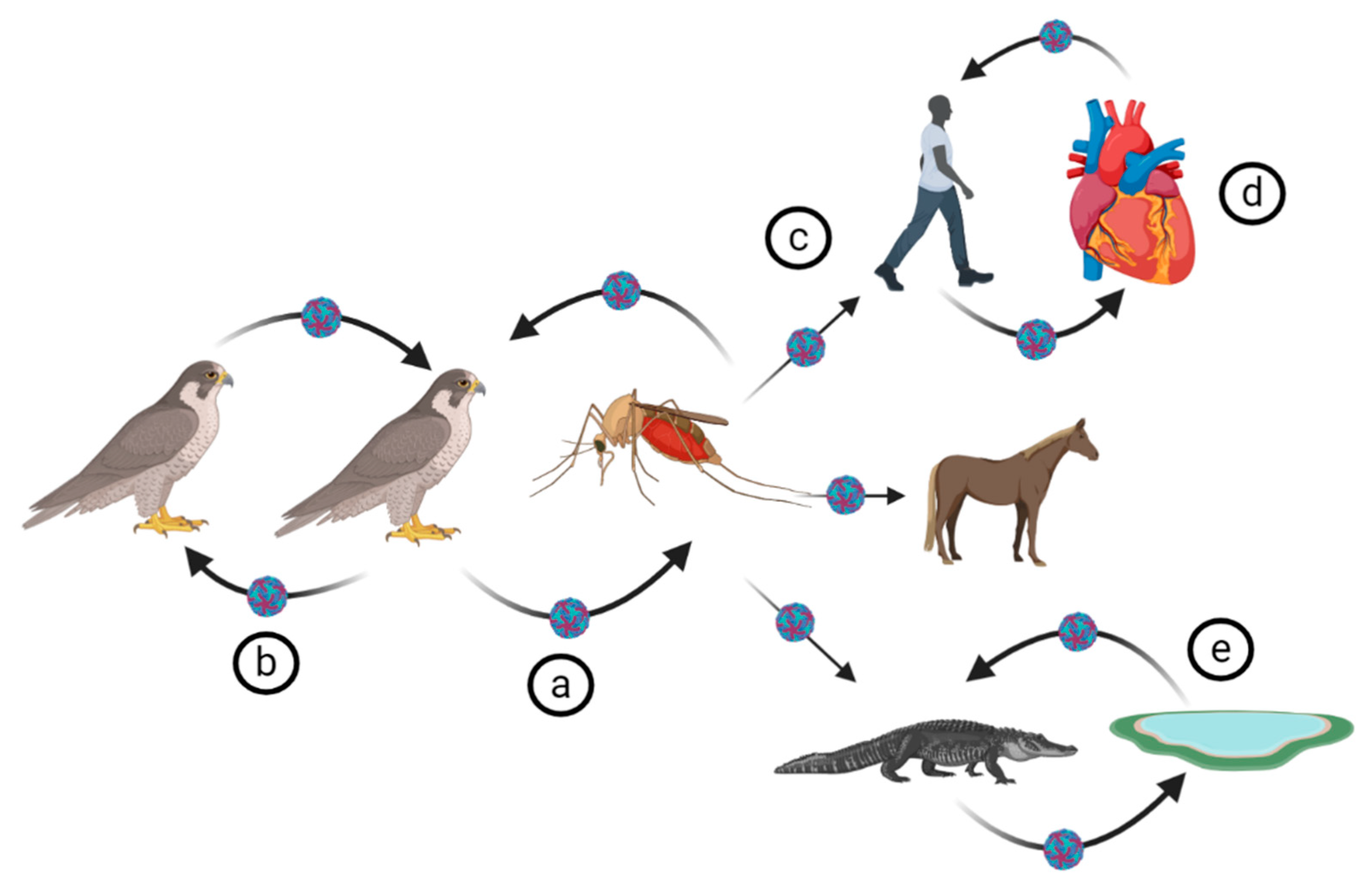 Pathogens Free Full Text West Nile Virus An Update On Pathobiology Epidemiology Diagnostics Control And One Health Implications Html