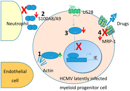 Pathogens 09 00590 g001 550