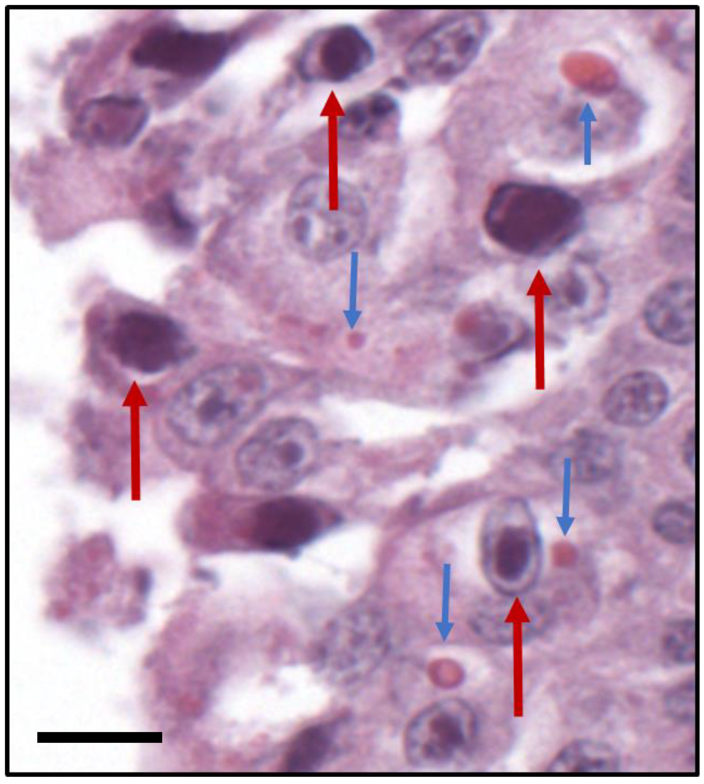 Pathogens 09 00591 g001 Pathogens 09 00591 g001