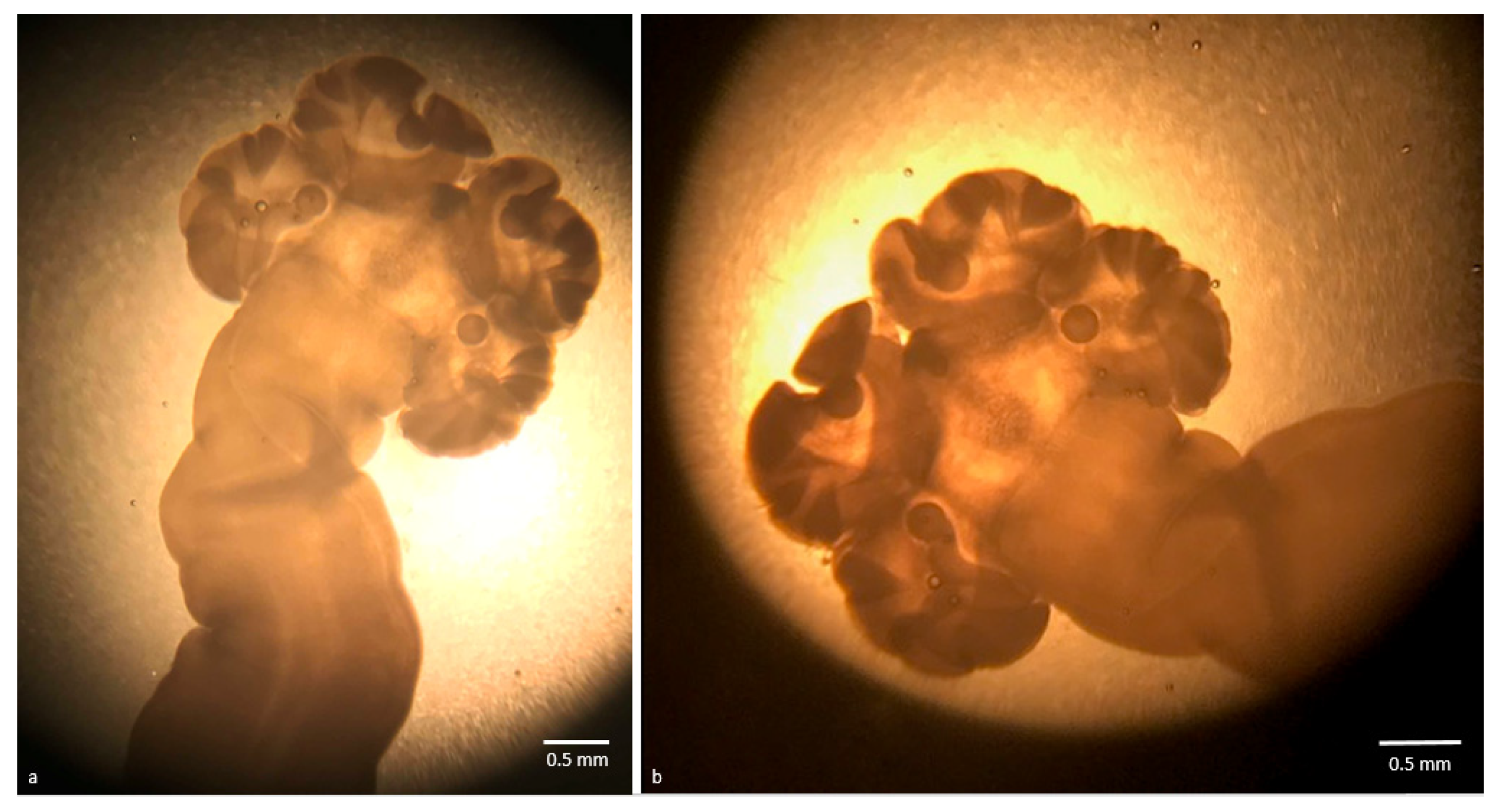 Pathogens 09 00596 g002