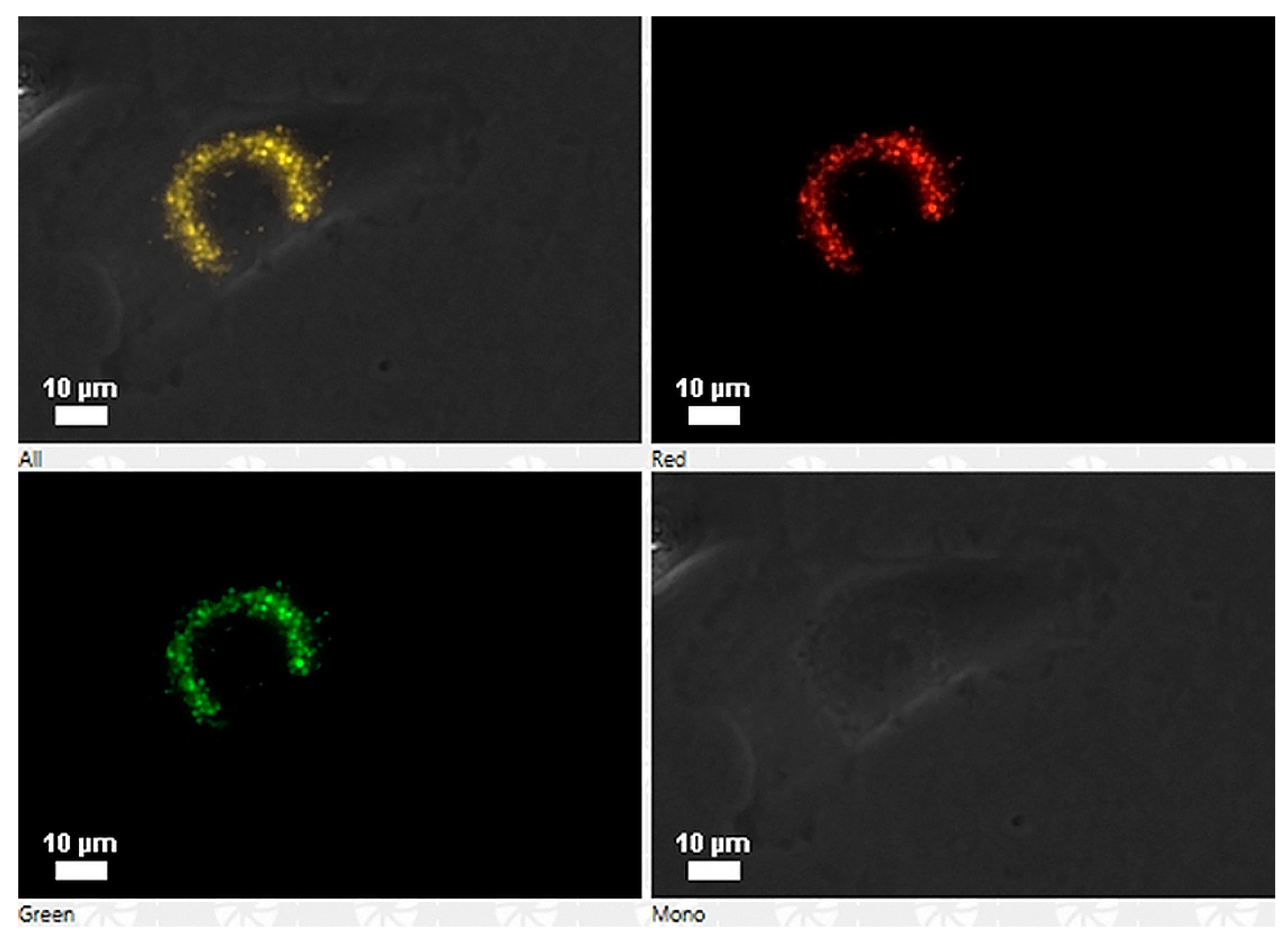 Pathogens 09 00600 g002