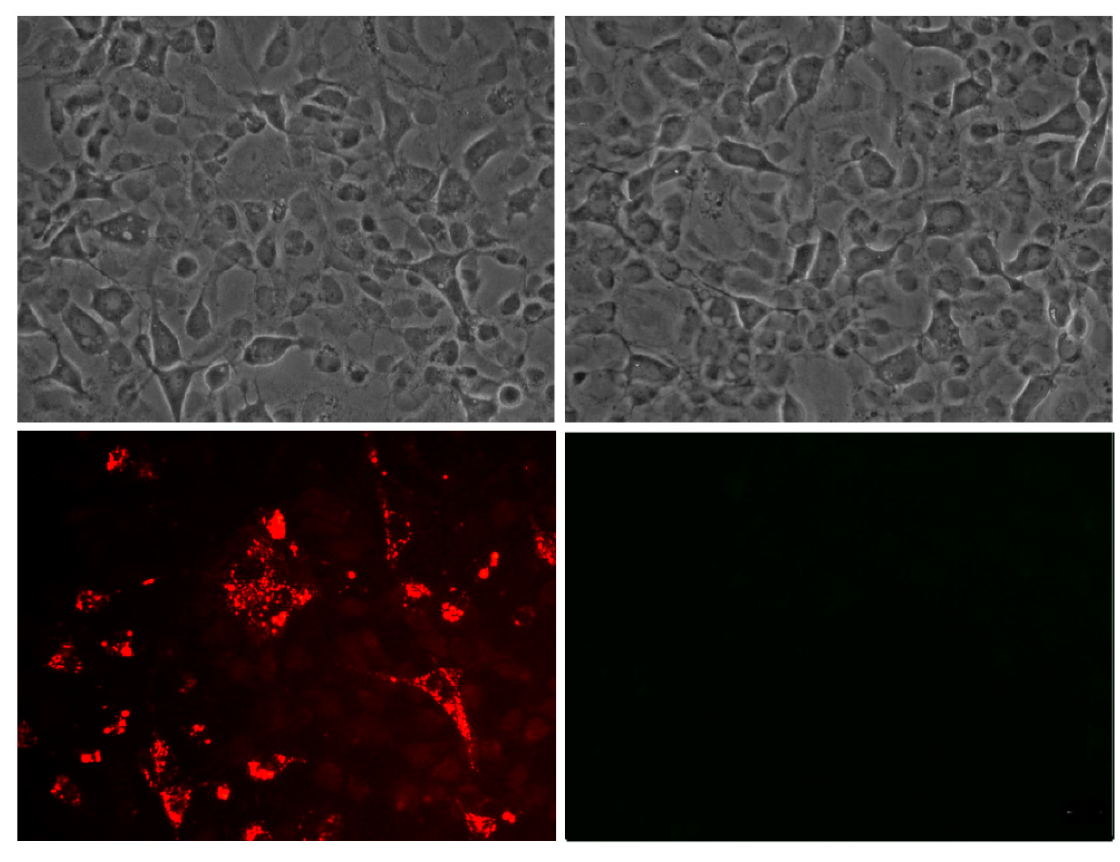 Pathogens 09 00600 g008