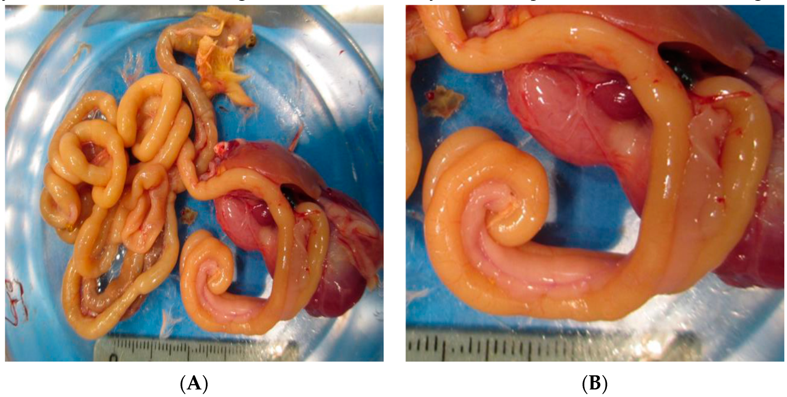 Pathogens 09 00606 g003