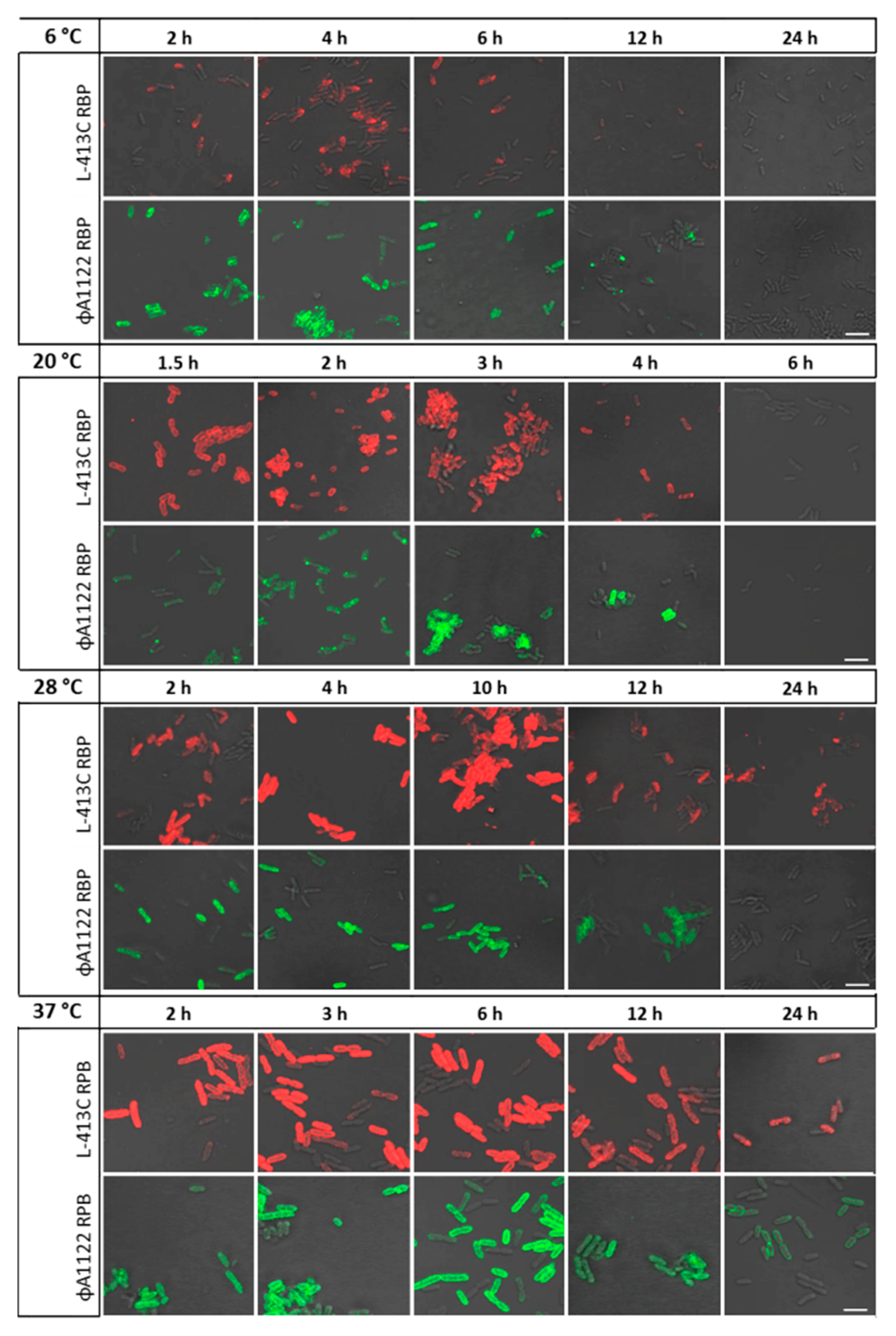 Pathogens 09 00611 g002 Pathogens 09 00611 g002