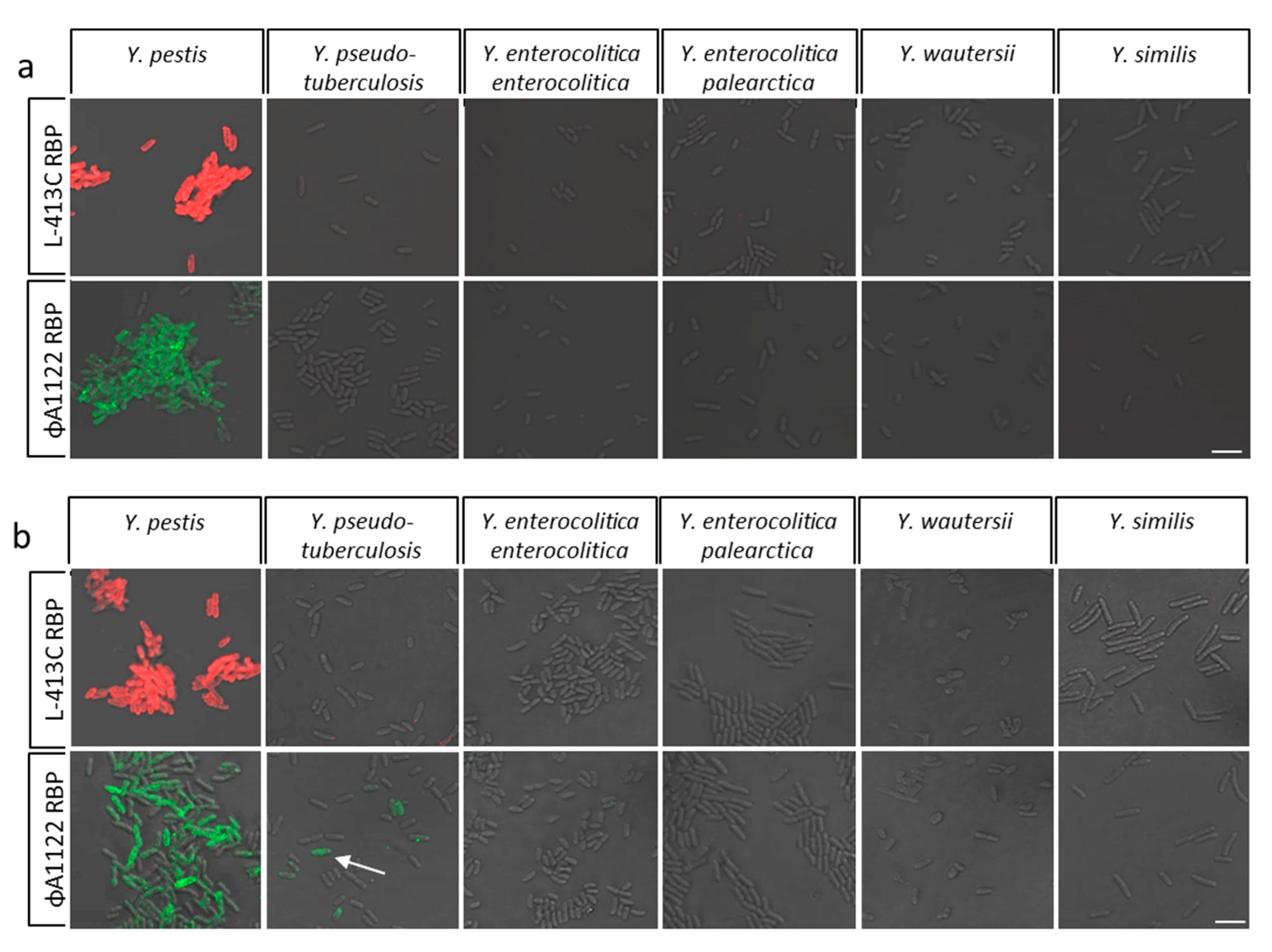 Pathogens 09 00611 g005 Pathogens 09 00611 g005