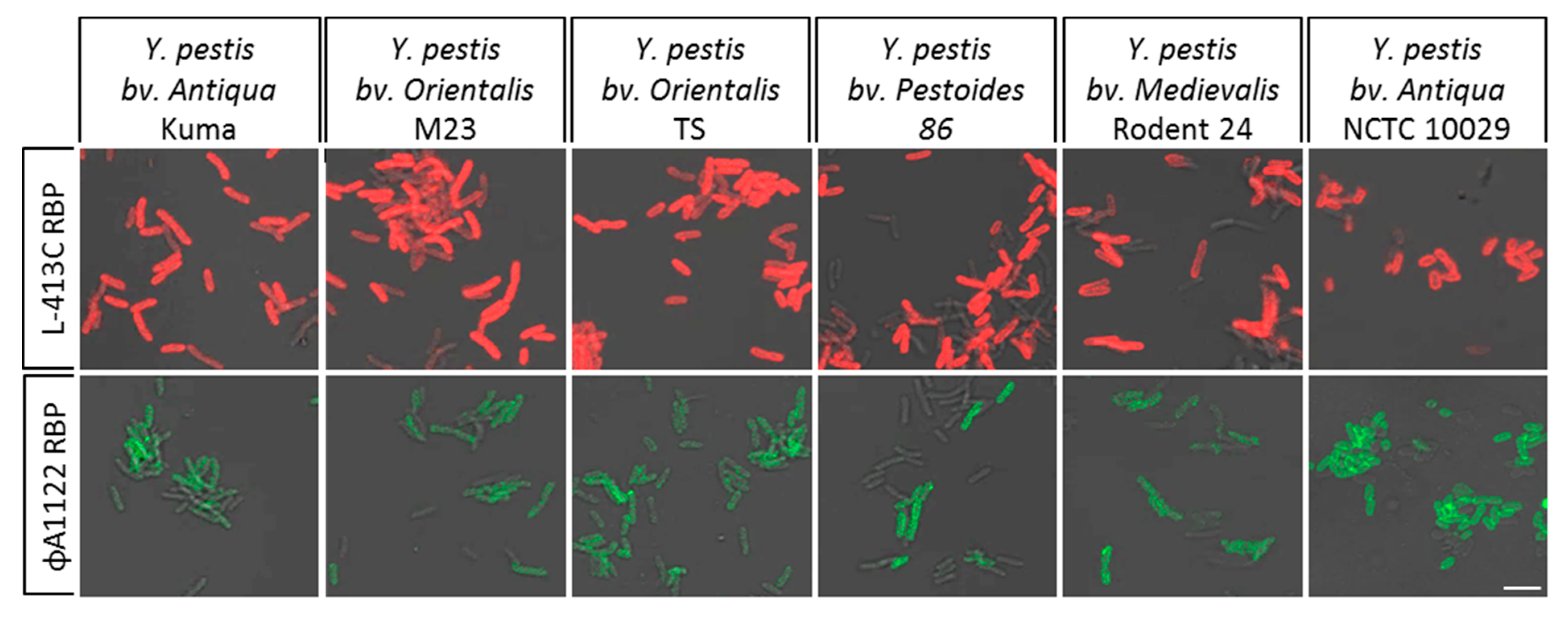 Pathogens 09 00611 g008 Pathogens 09 00611 g008