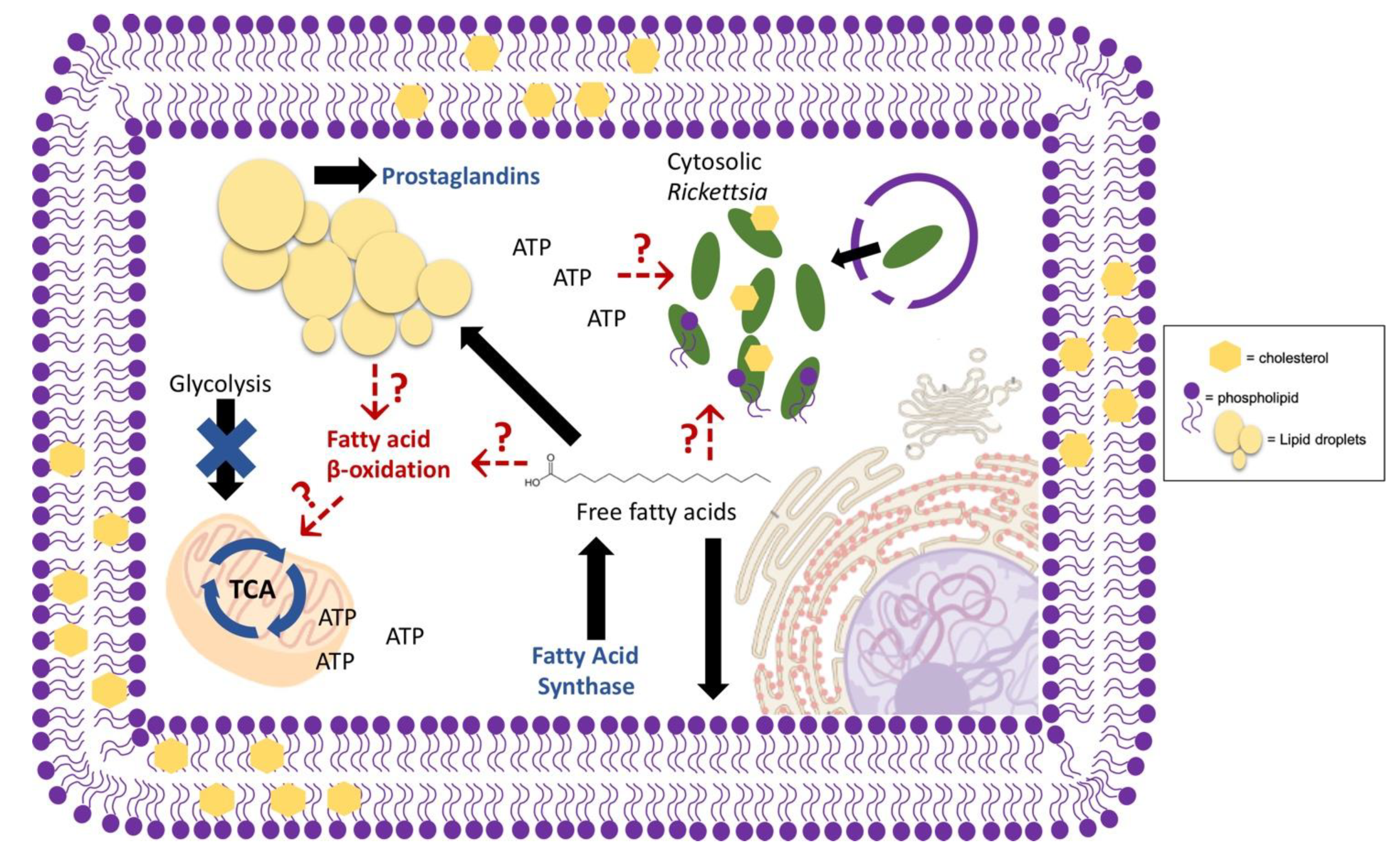 Pathogens 09 00614 g002