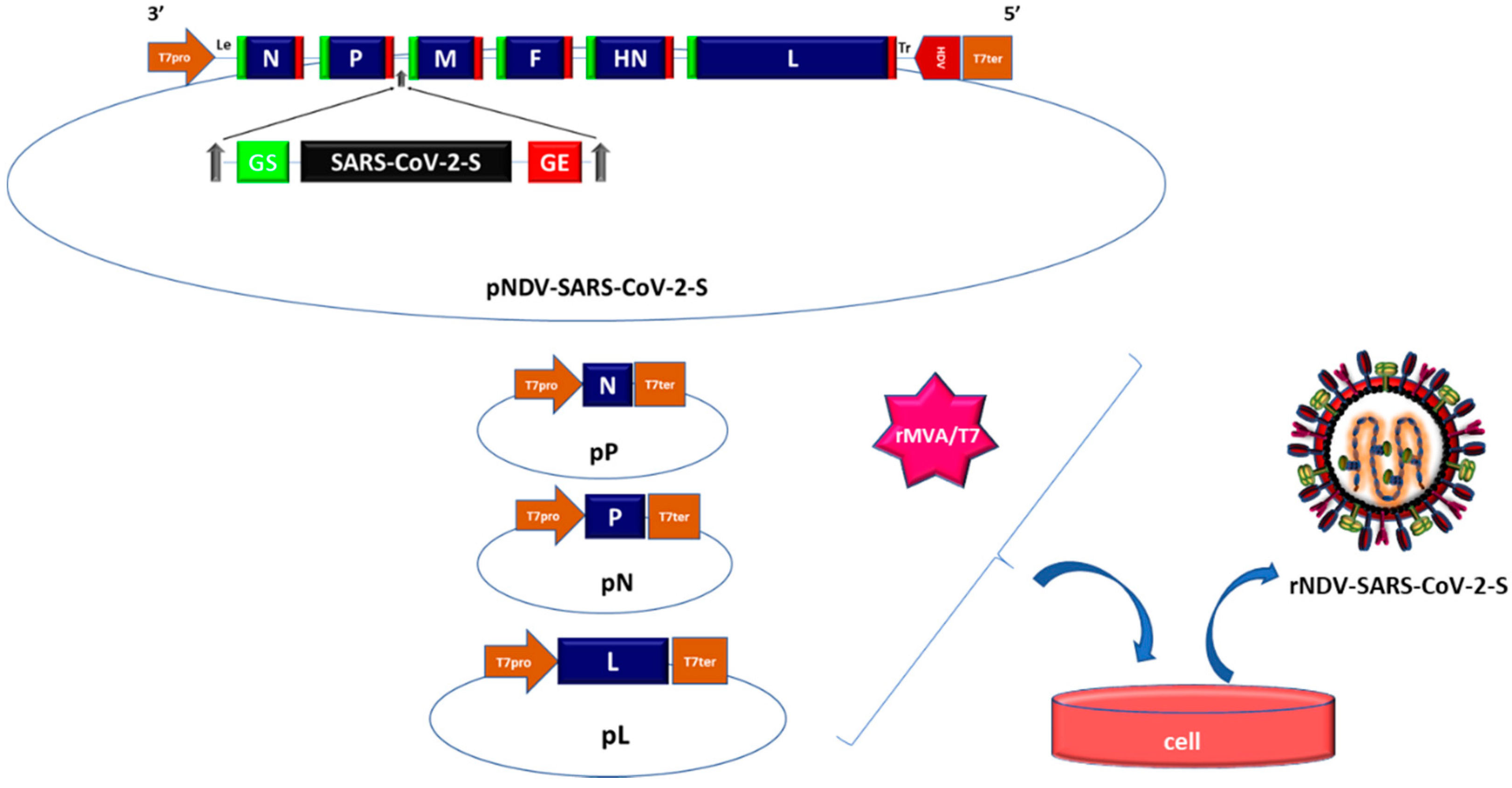Pathogens 09 00619 g001