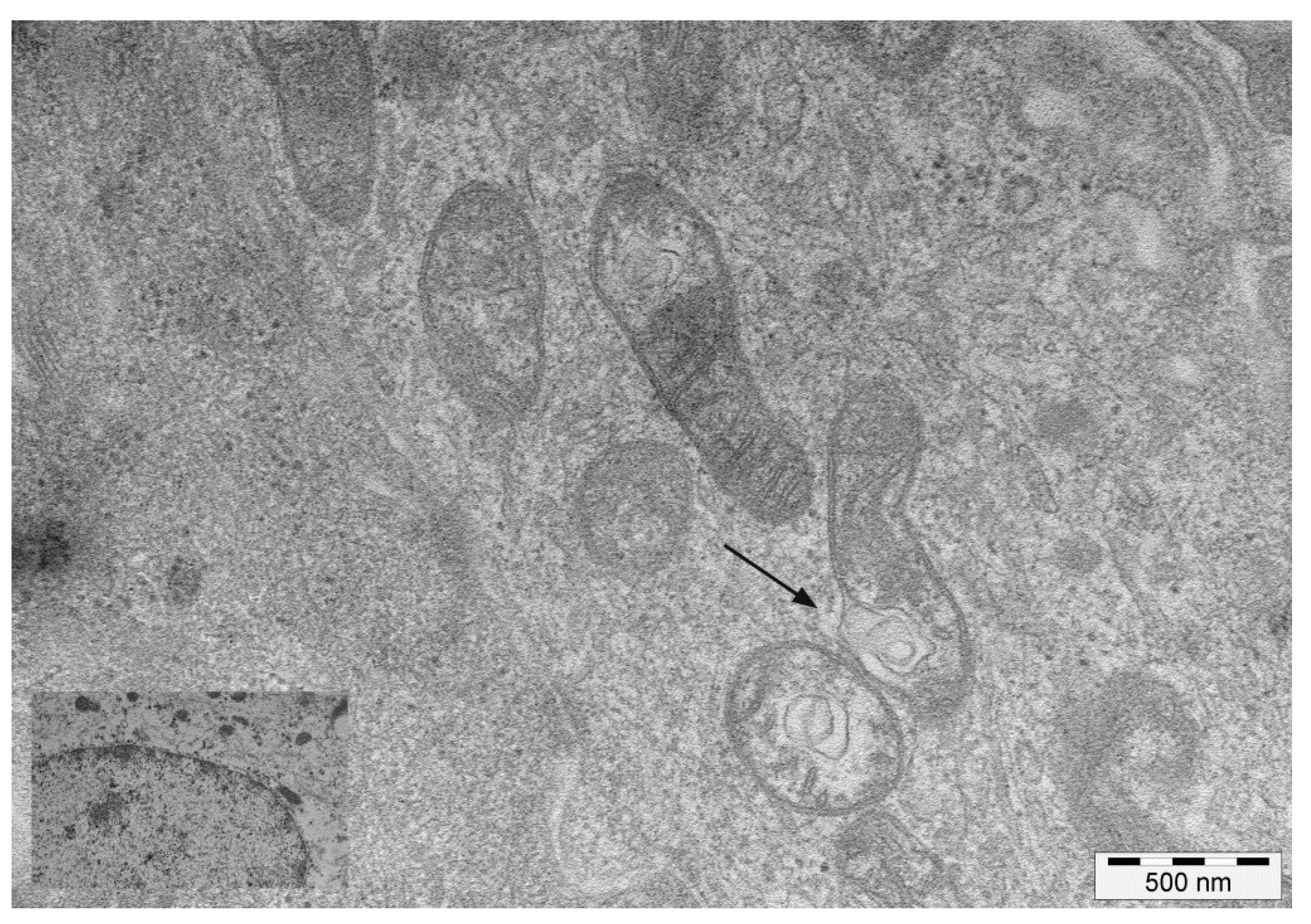 Pathogens 09 00621 g002 Pathogens 09 00621 g002