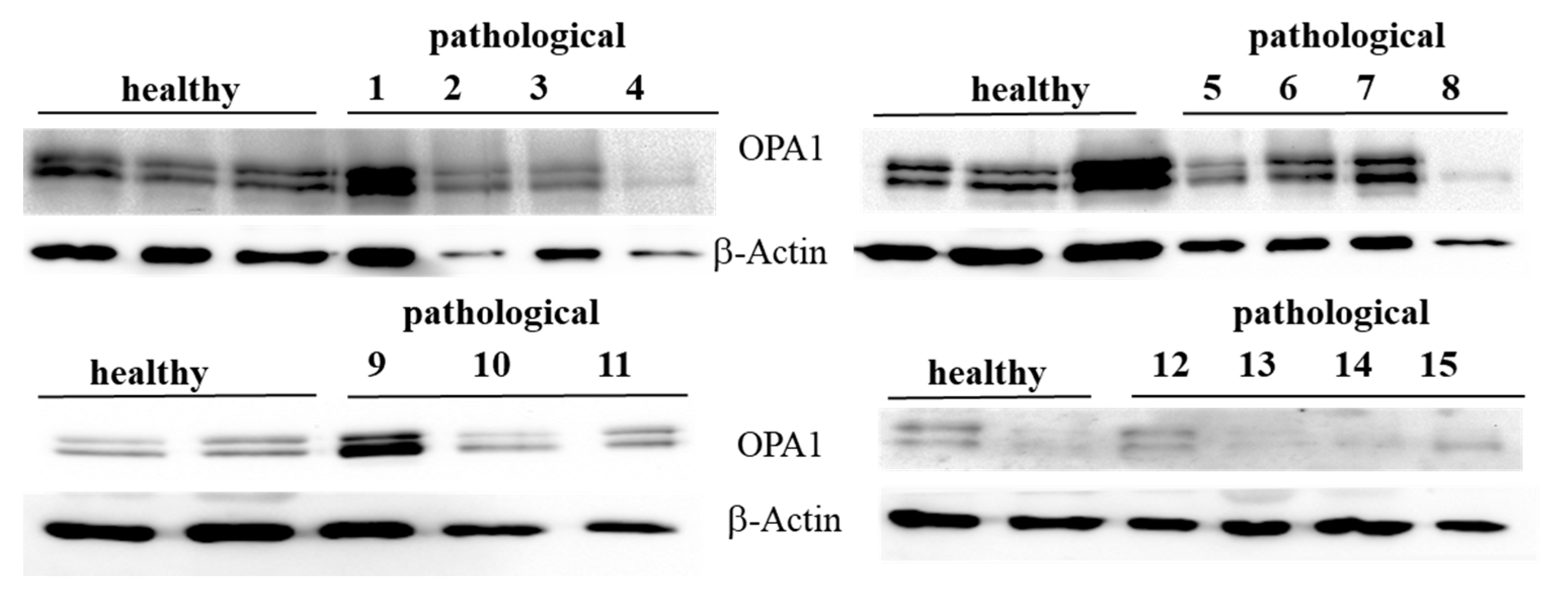 Pathogens 09 00621 g003 Pathogens 09 00621 g003