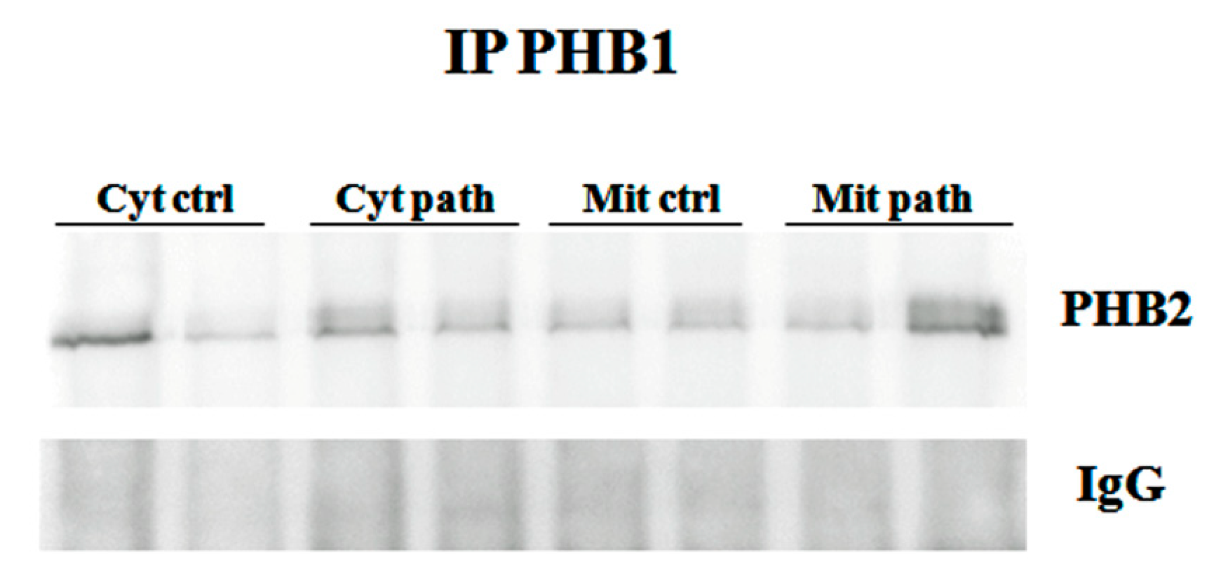 Pathogens 09 00621 g005 Pathogens 09 00621 g005